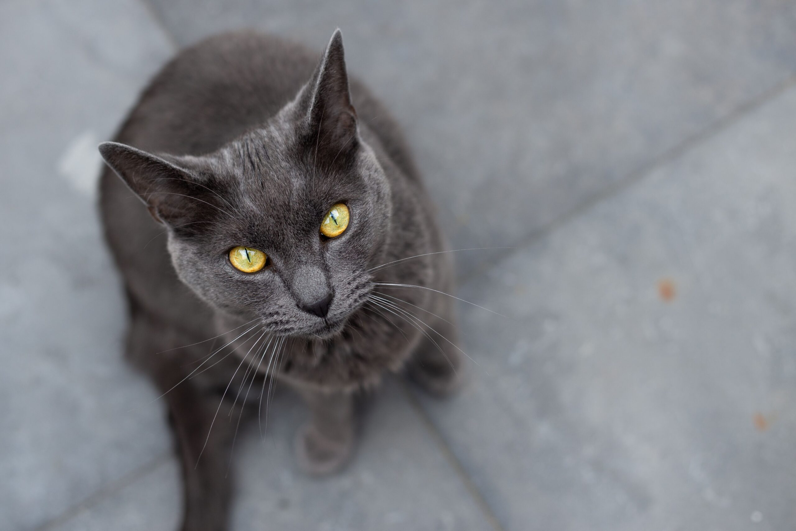 Chartreux Kartäuser Katze beim Spielen in der Wohnung