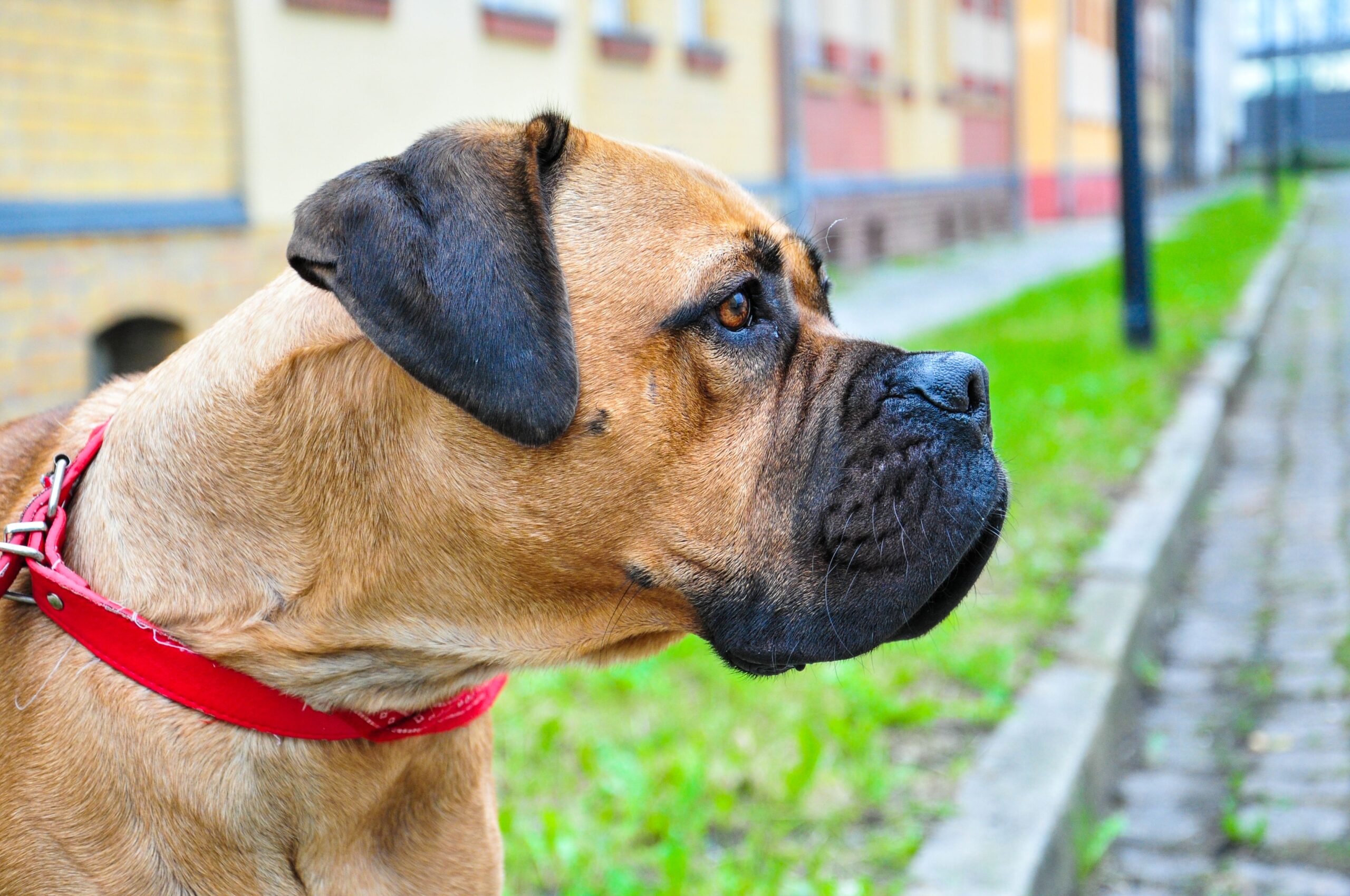 Cane Corso mit kräftigem Körperbau im Freien