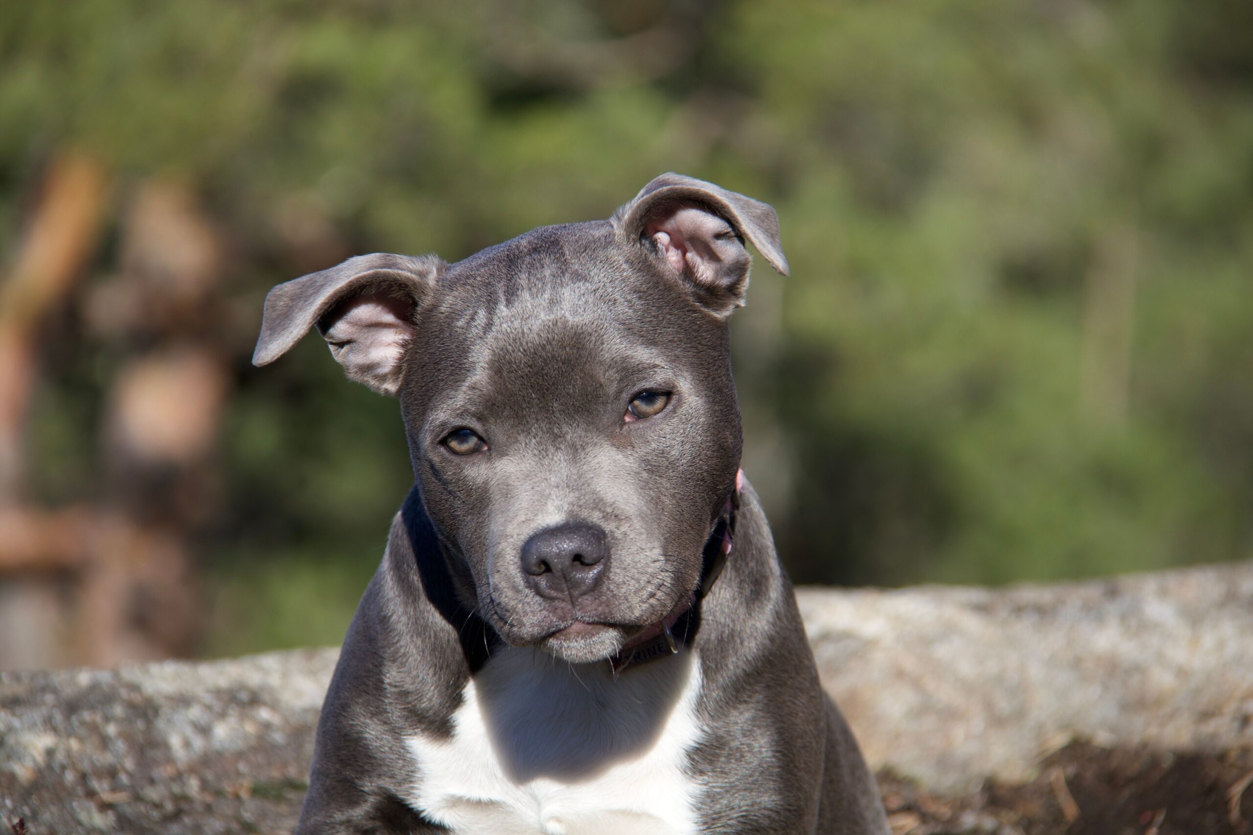 Gesunder Staffordshire Bullterrier im Freien