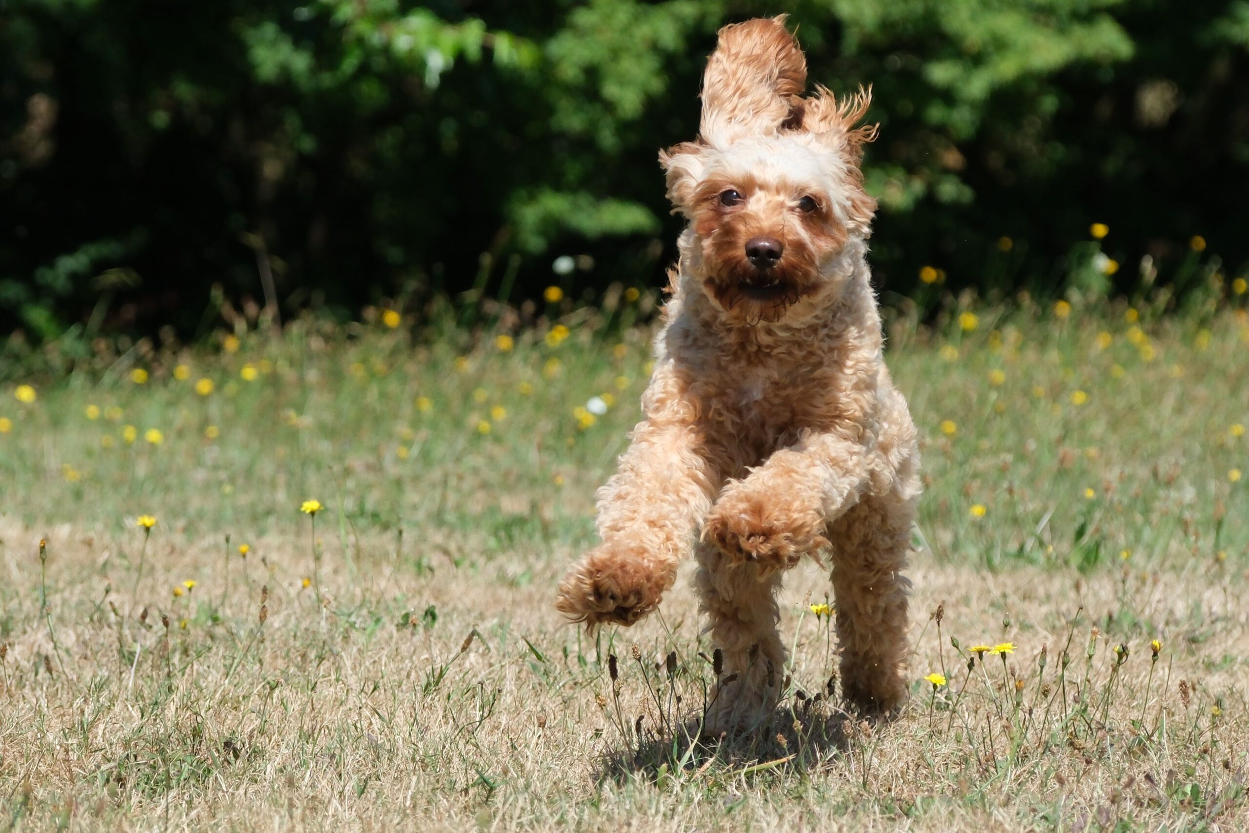 Cockapoo mit weichem lockigem Fell im Freien