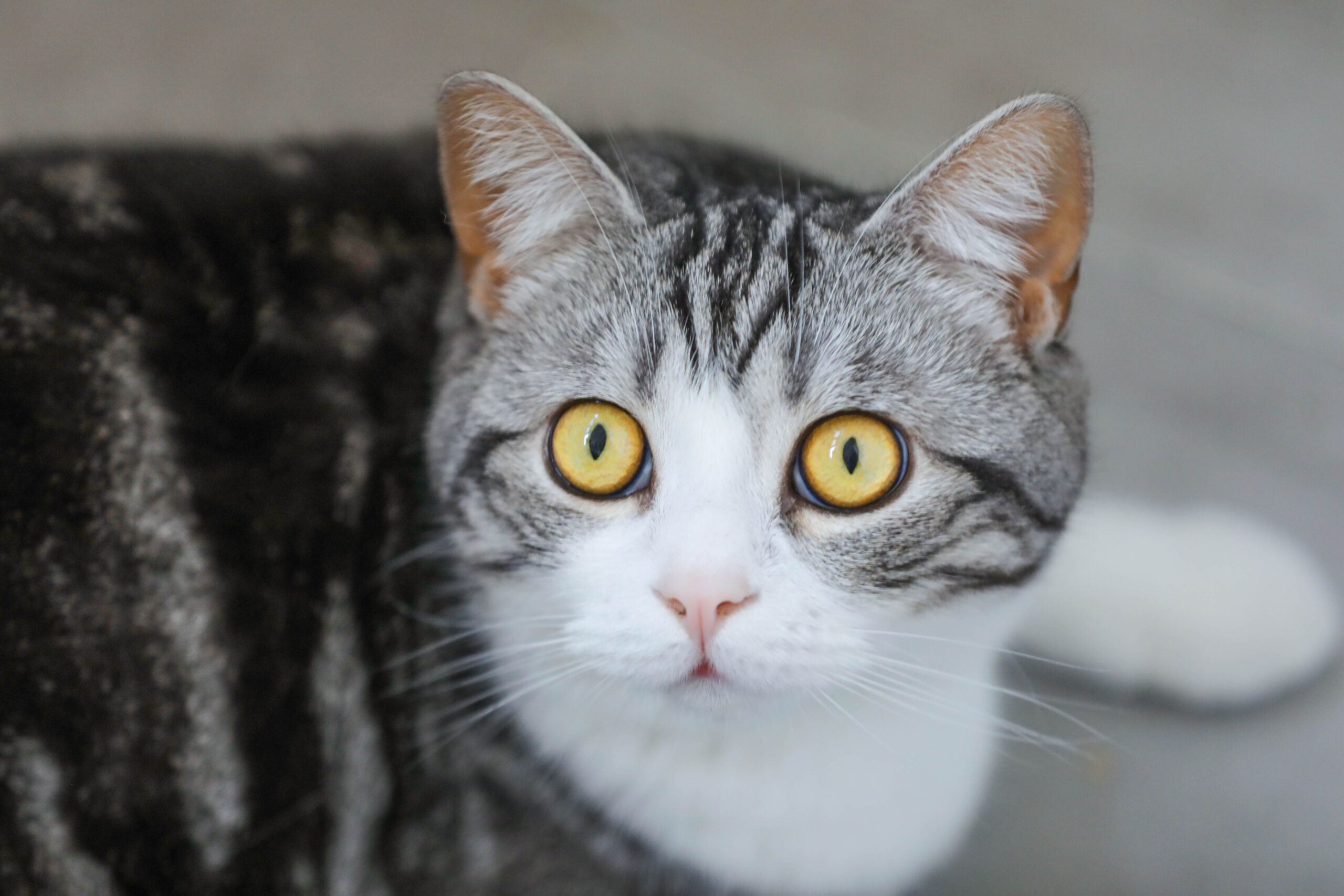 Europäisch Kurzhaar Katze bei der tierärztlichen Untersuchung