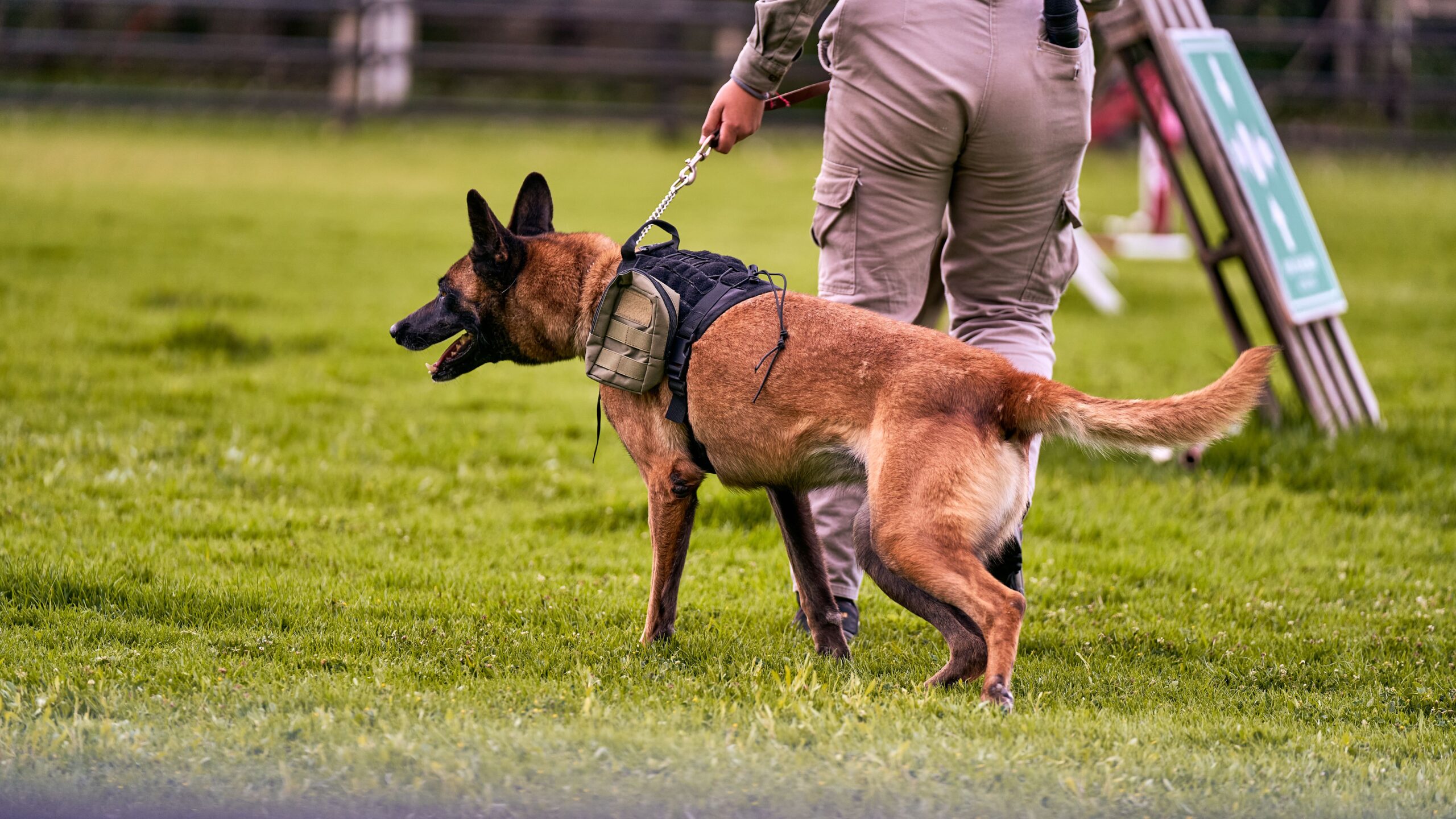 Gesunder Malinois beim Laufen in der Natur