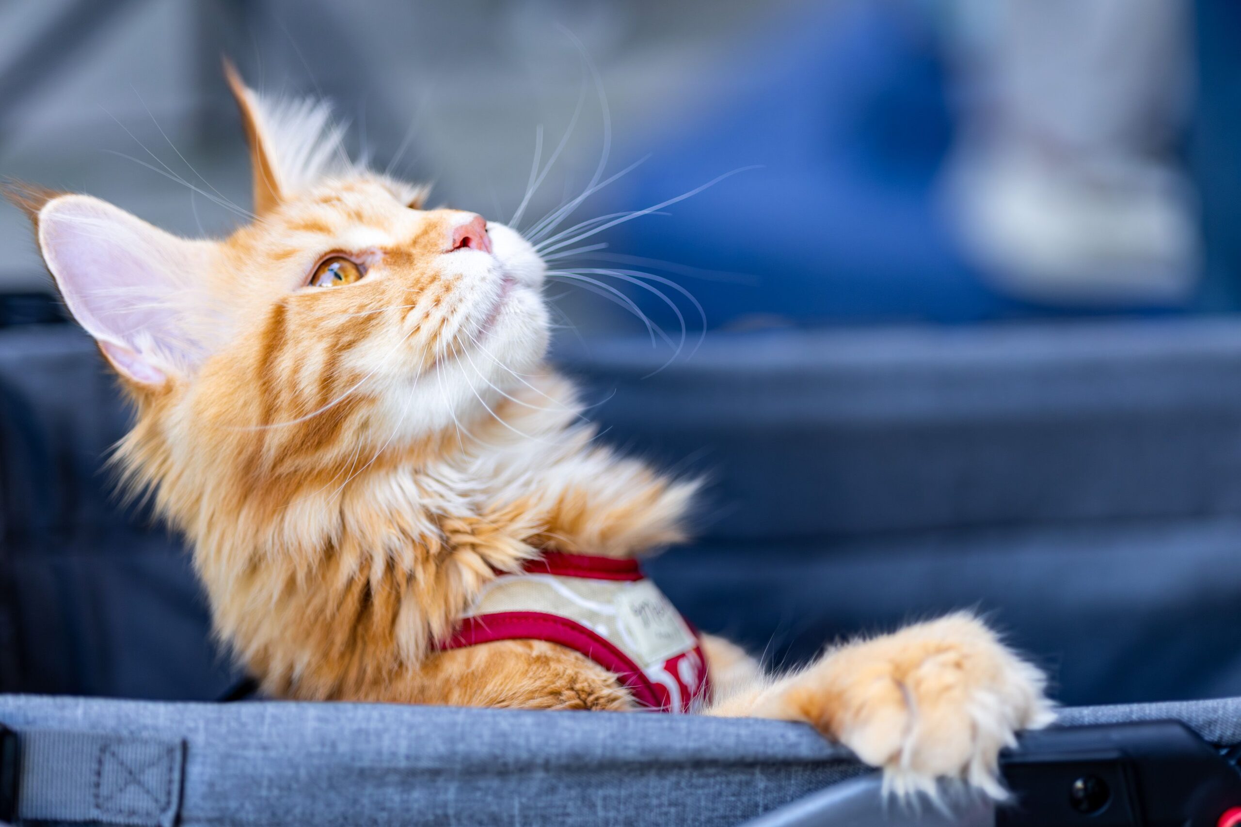 Maine Coon Katze bei der tierärztlichen Herzuntersuchung