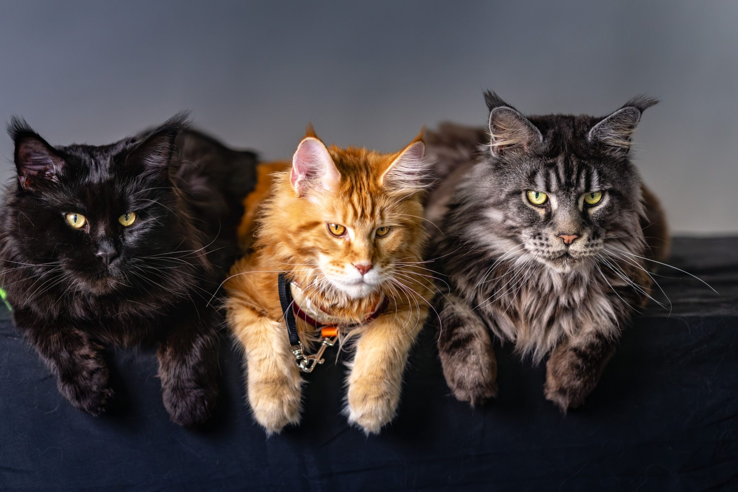 Maine Coon Katze mit großen Ohren und langem buschigem Fell