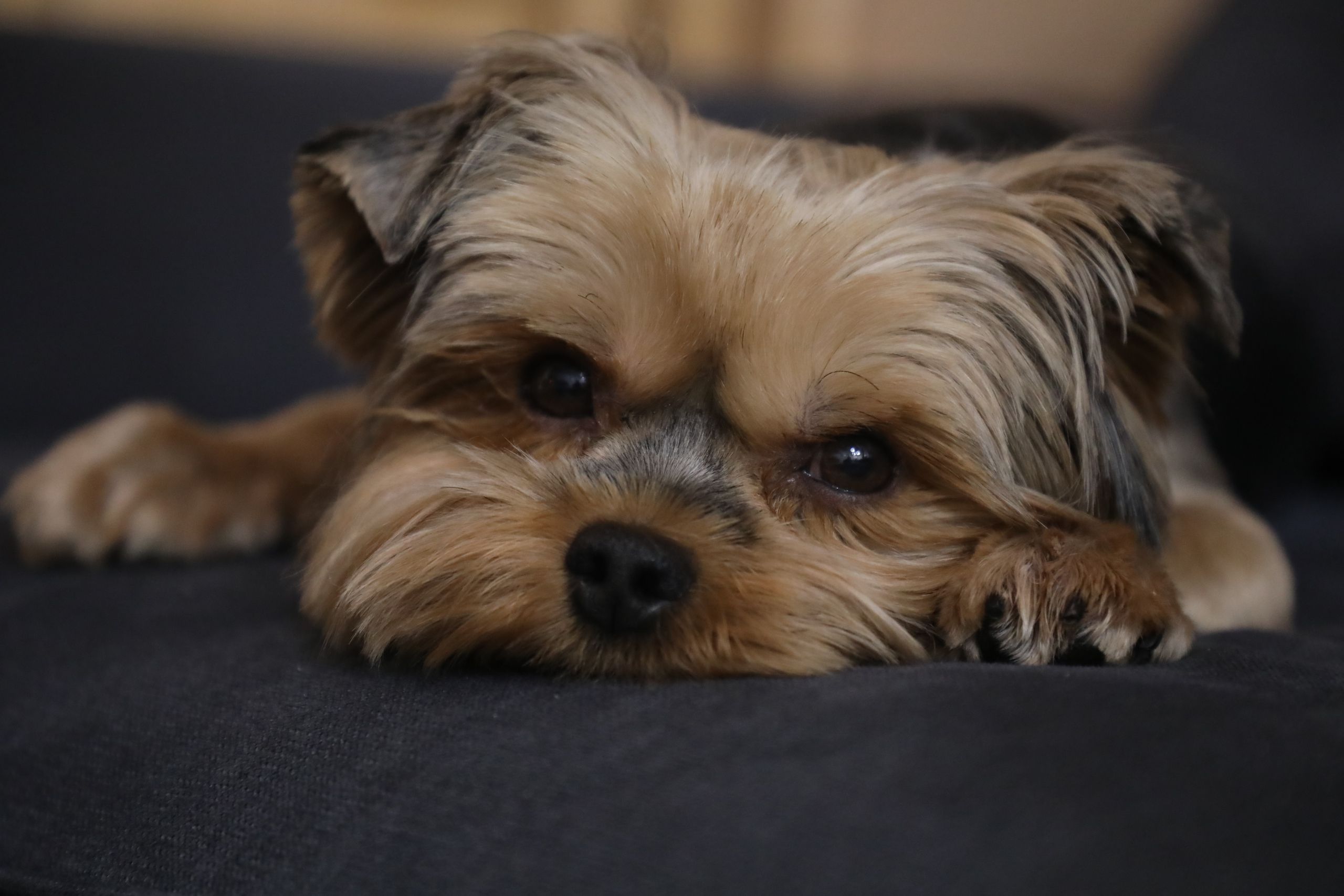 Yorkshire Terrier beim Spaziergang mit seiner Familie