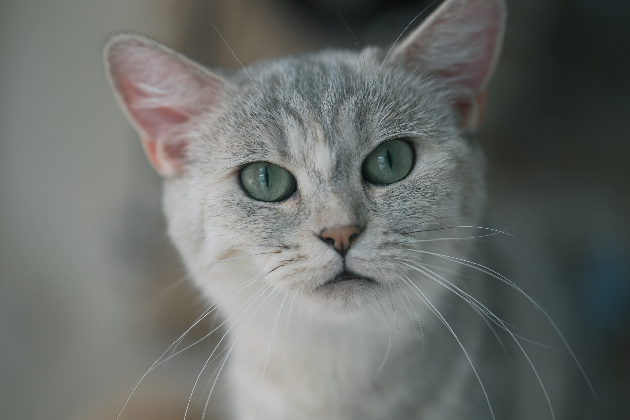 Burmilla Katze mit silbernem Fell und grünen