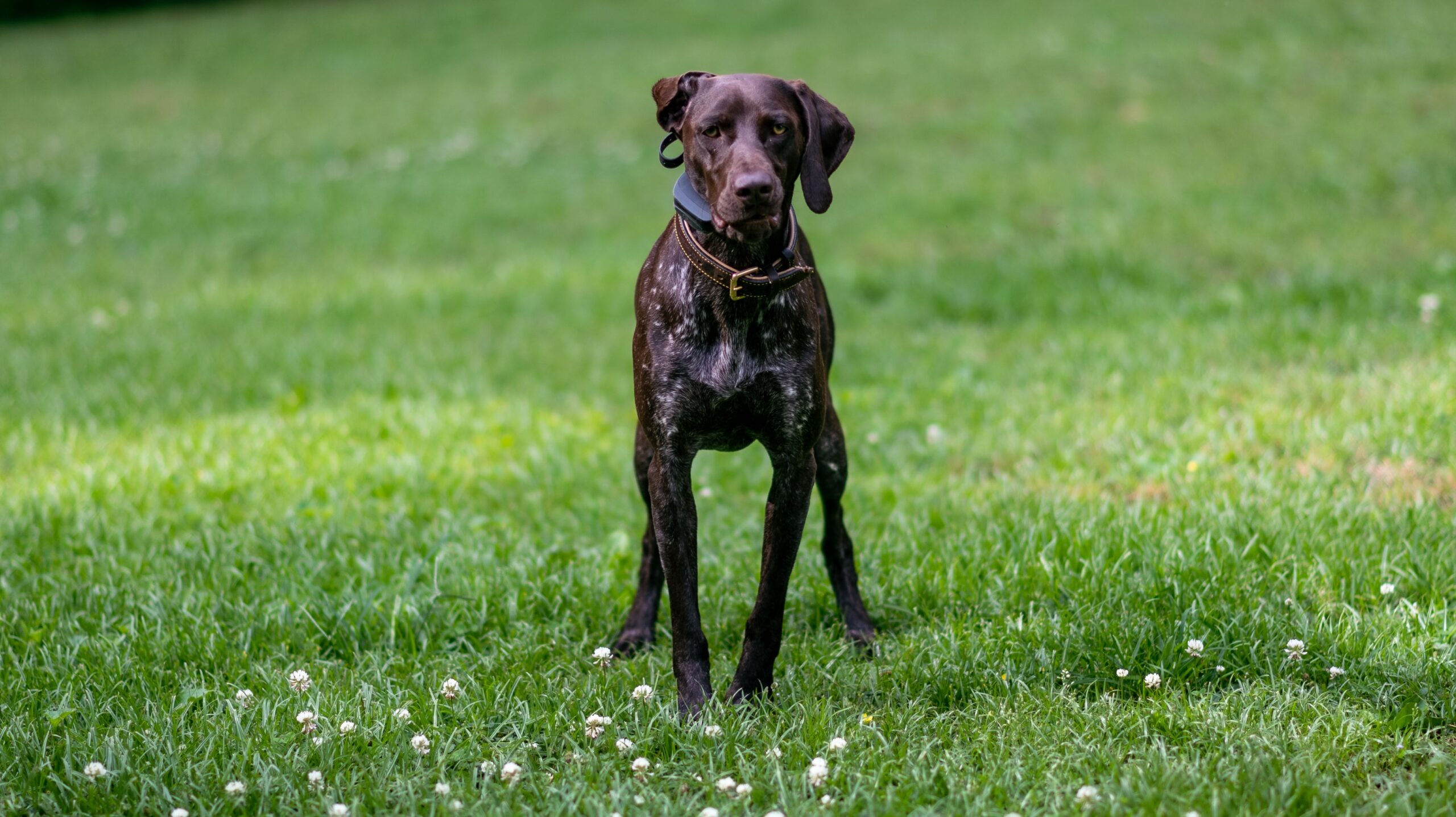 Deutsche Dogge aufmerksam in der Natur