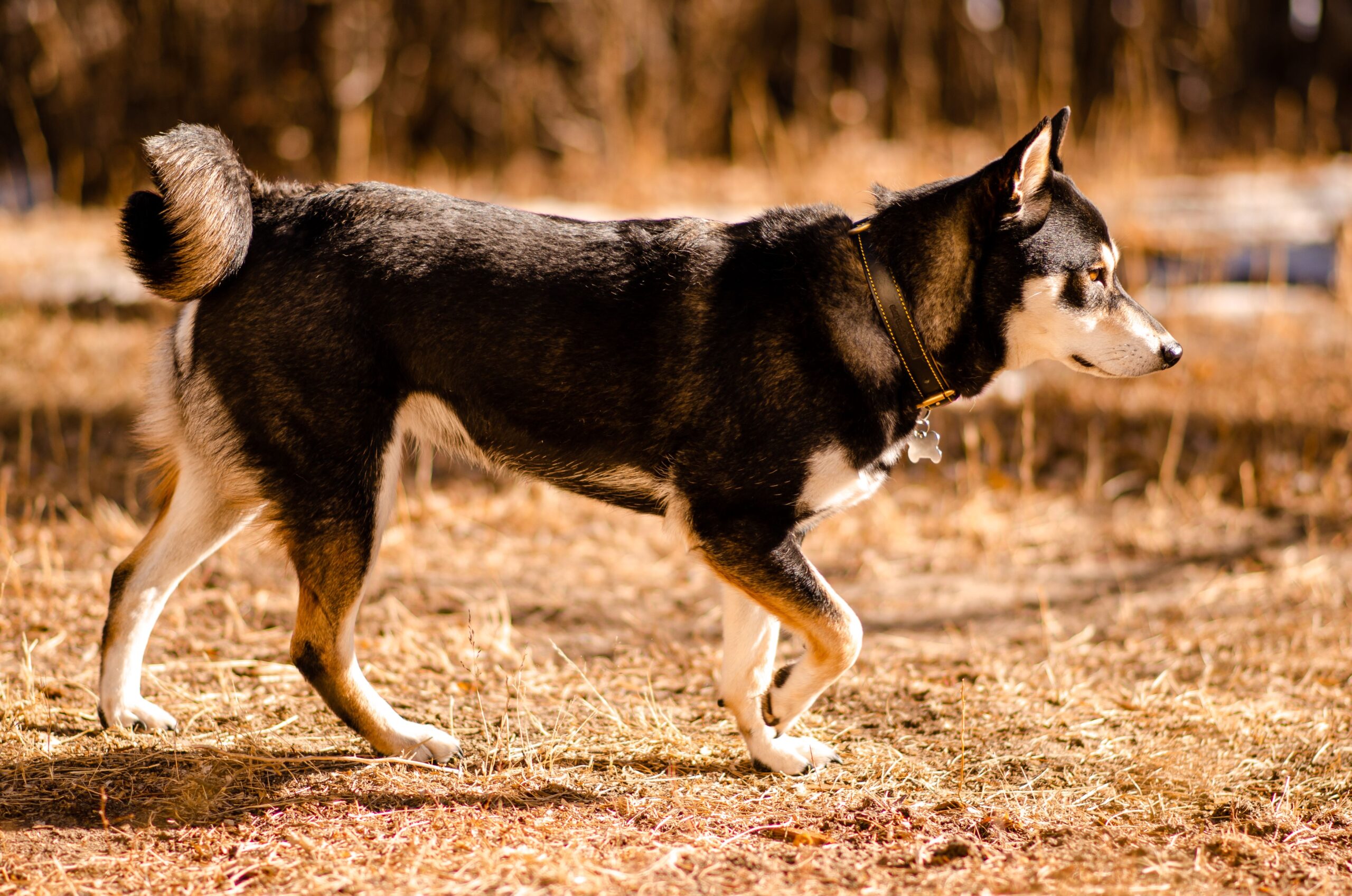 Shikoku beim Spaziergang mit seinem Halter