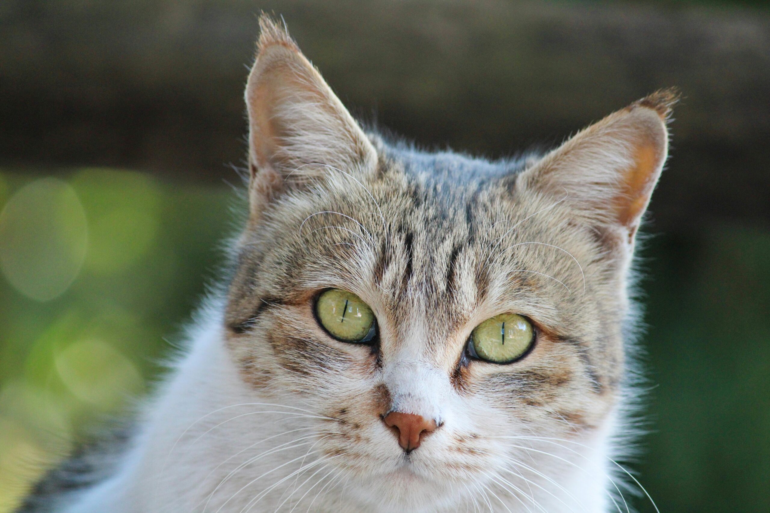 American Wirehair Katze mit typisch drahtigem und gekräuseltem Fell