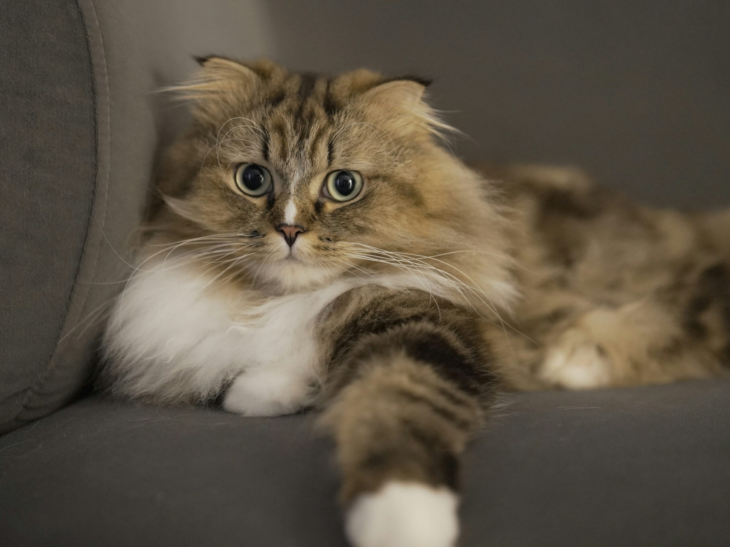 American Curl Katze mit typisch nach hinten gebogenen Ohren