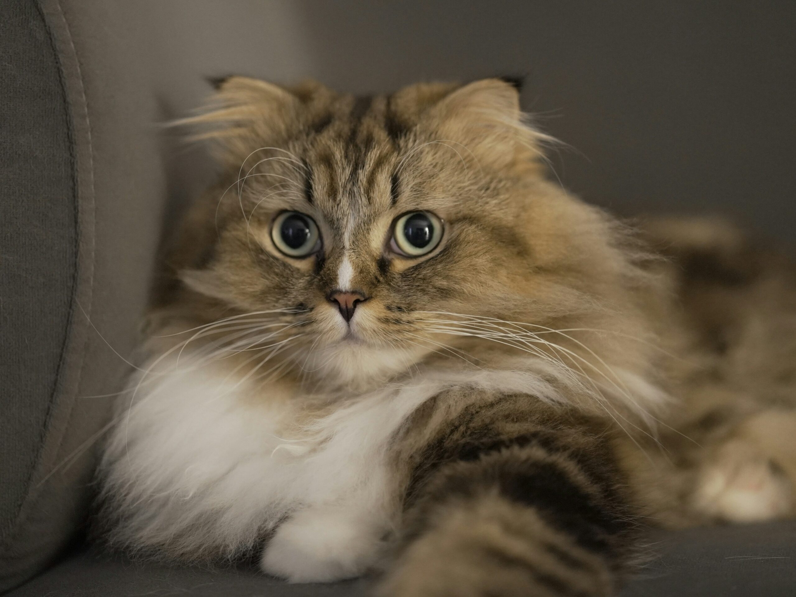 curled ear cat indoor