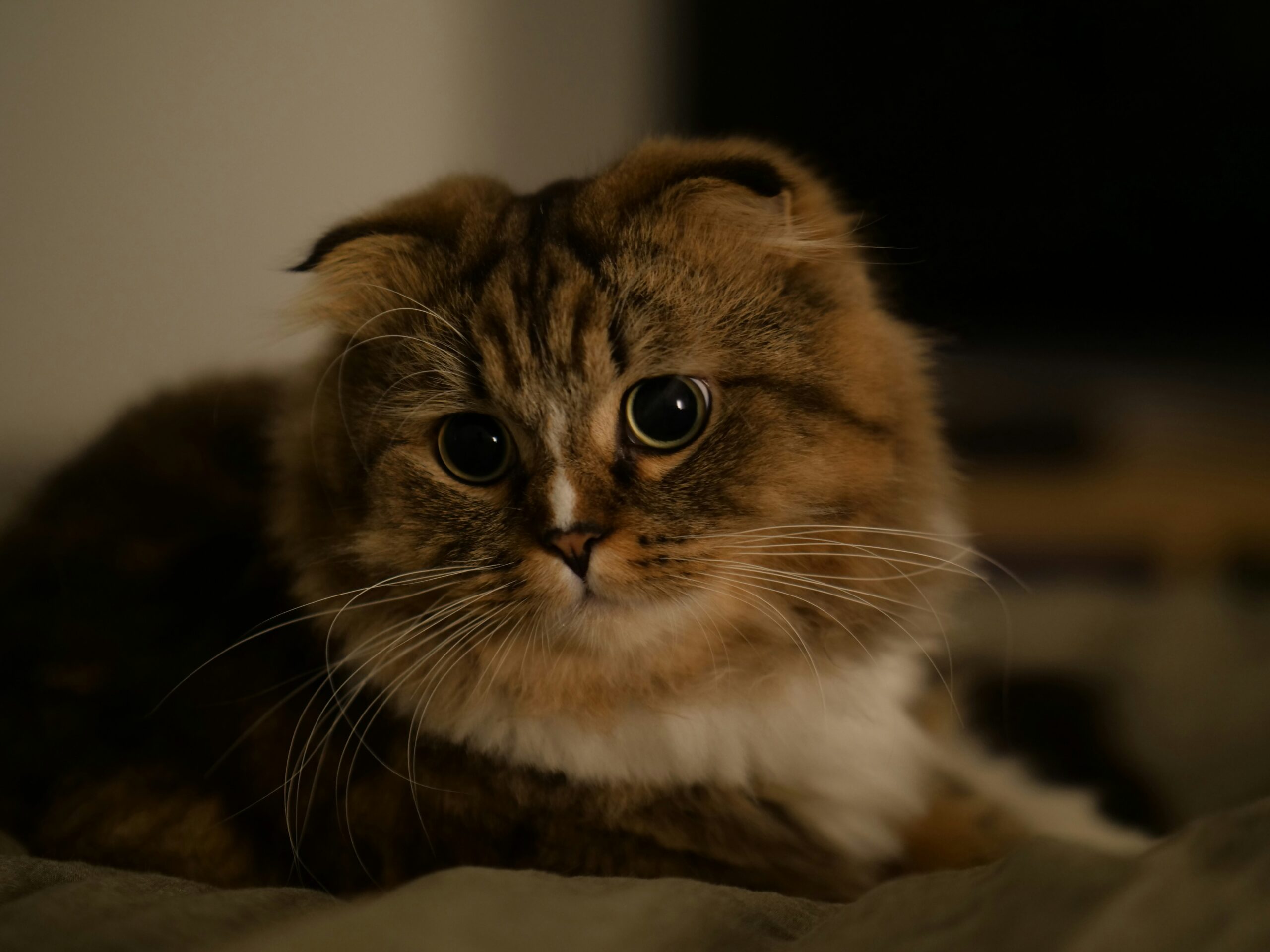 American Curl Katze bei der tierärztlichen Untersuchung der Ohren