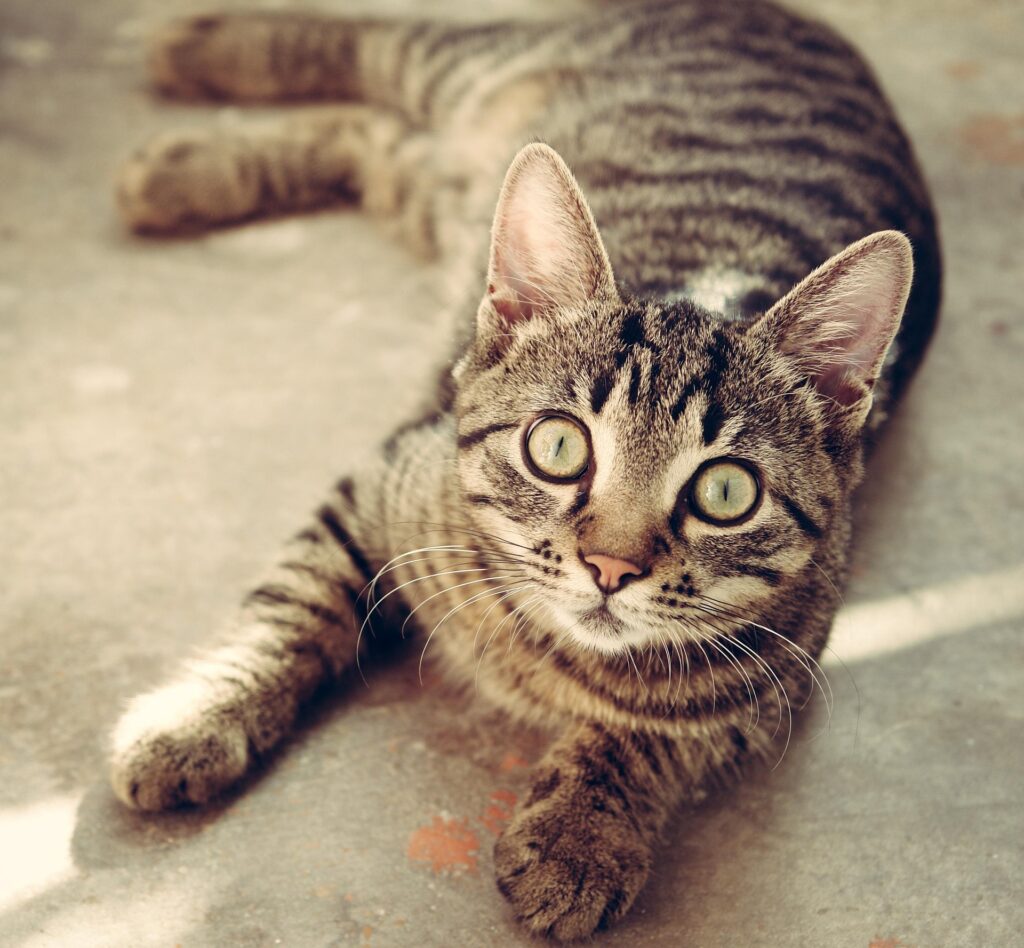 Katze vermisst Köln – getigerte Katze liegt draußen auf dem Boden