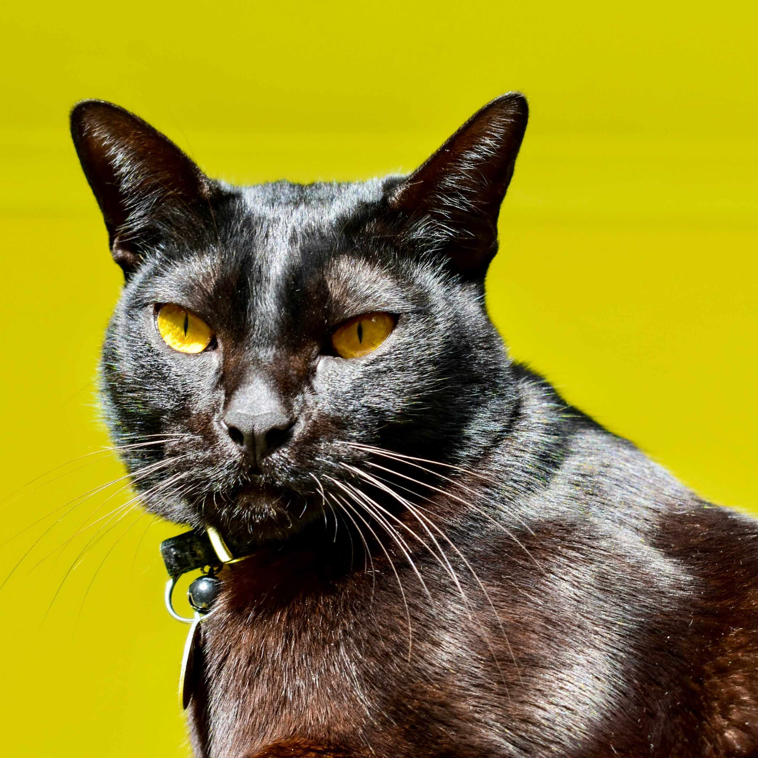 Havana Brown Katze bei der tierärztlichen Untersuchung