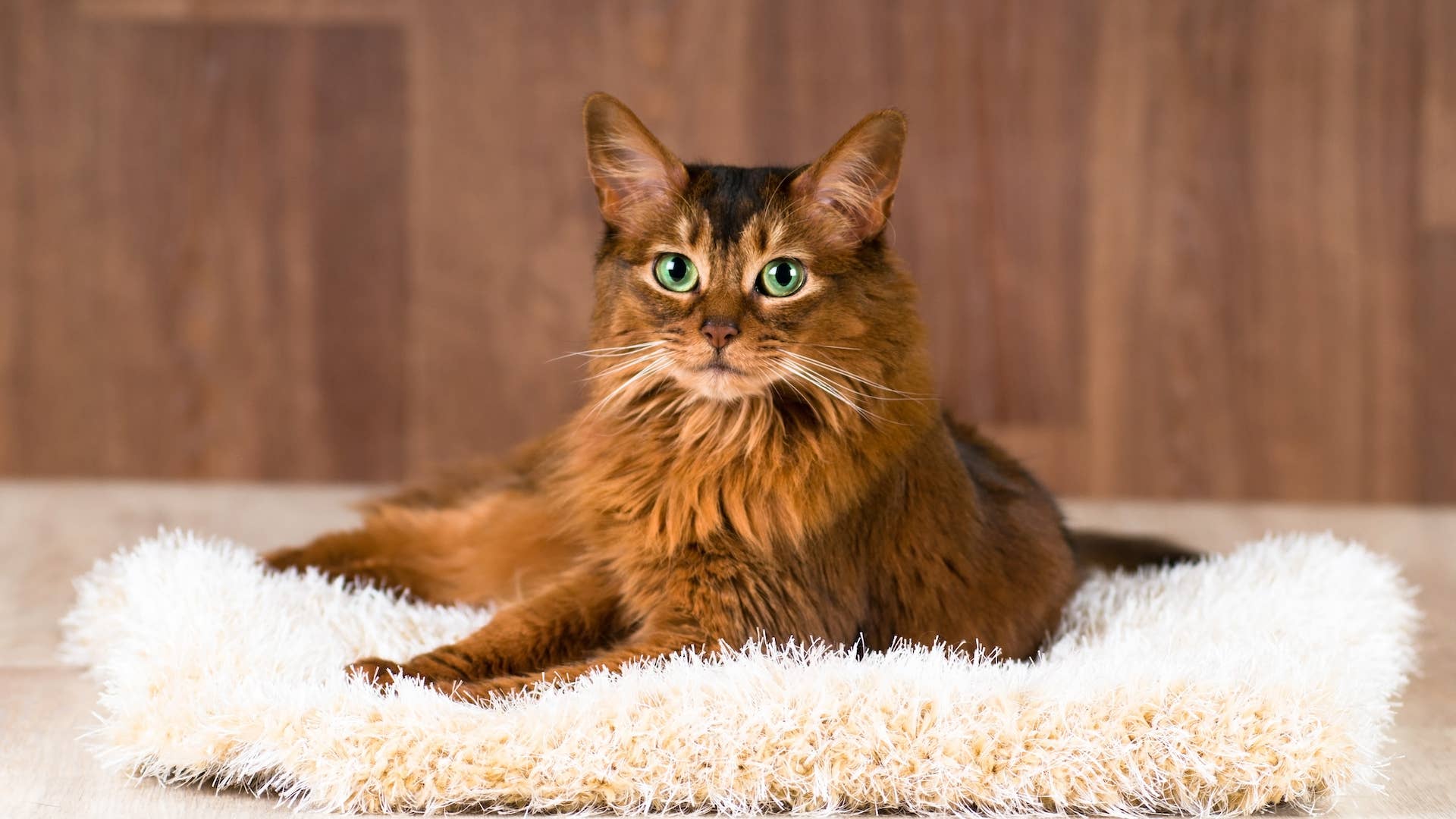 Somali Katze beim Spielen – intelligente und sehr aktive Halblanghaarkatze