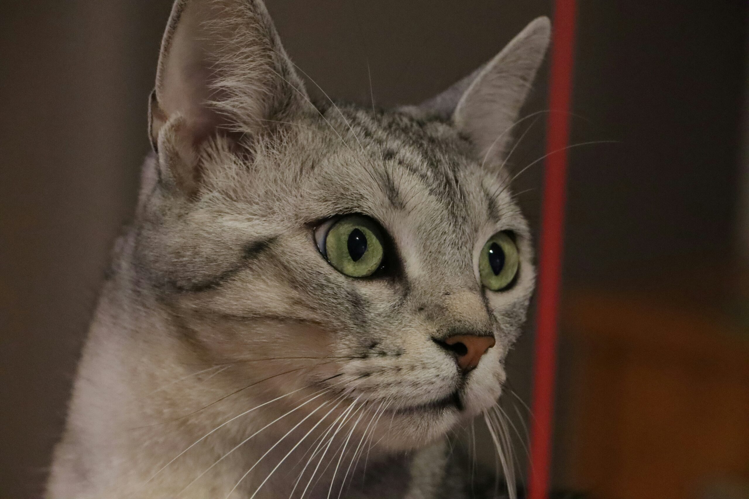 American Shorthair Katze beim Spielen und Erkunden in der Wohnung