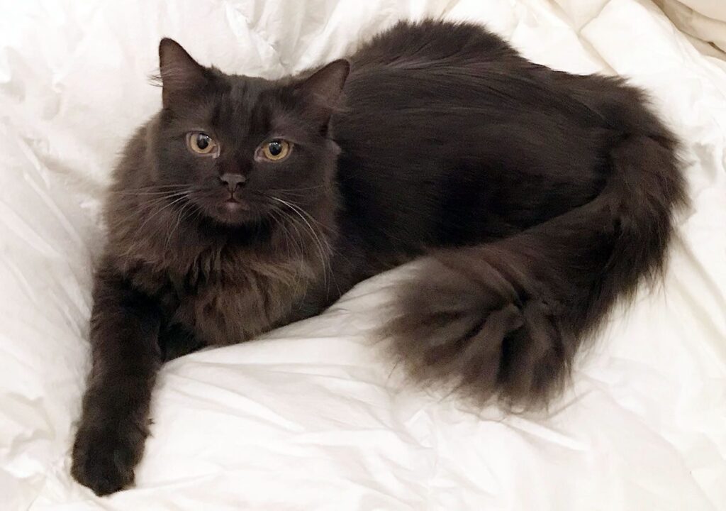 Katze vermisst Wolfsburg – dunkle Langhaarkatze liegt entspannt auf einer hellen Bettdecke