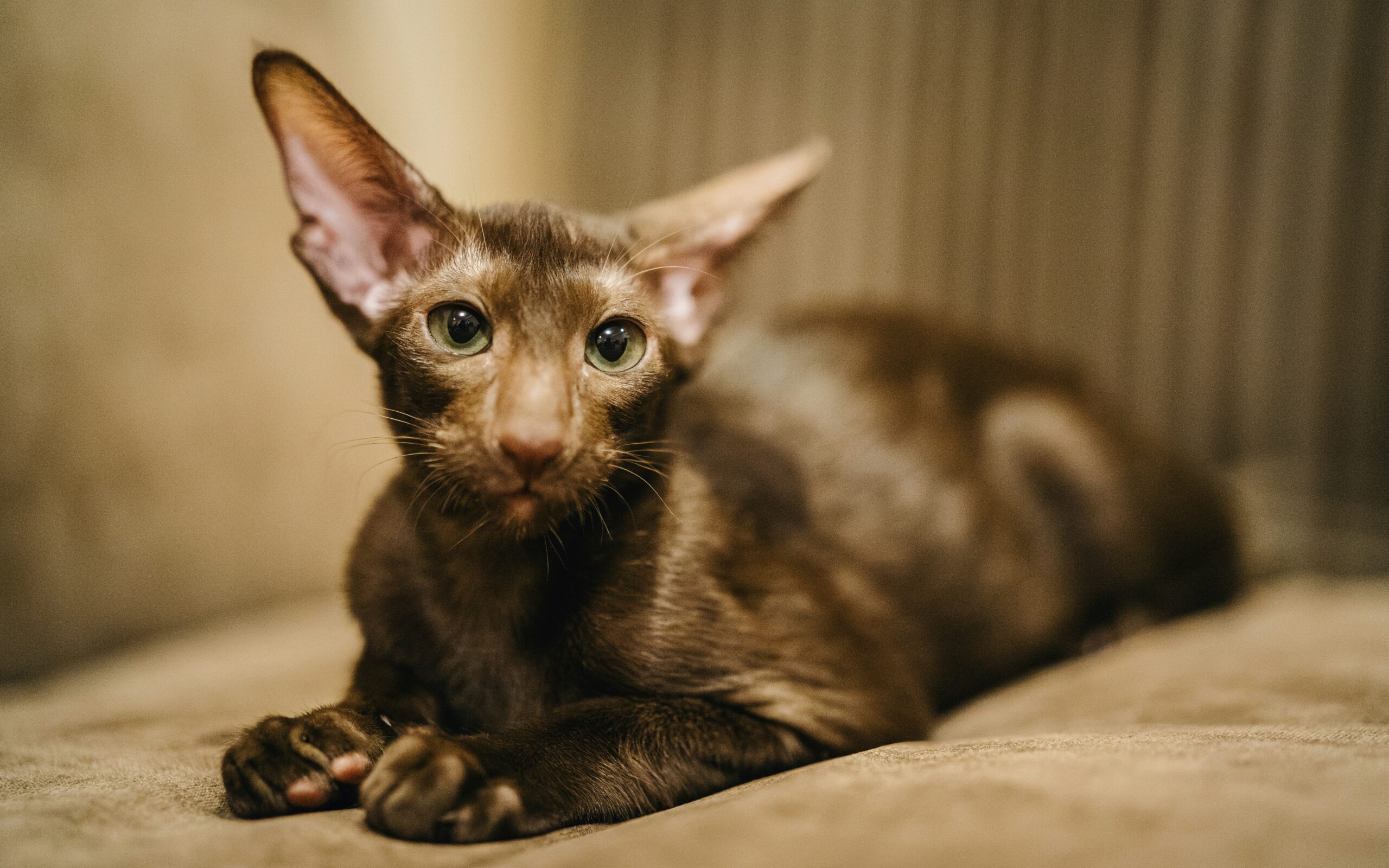 Orientalisch Kurzhaar Katze beim aktiven Spielen in der Wohnung