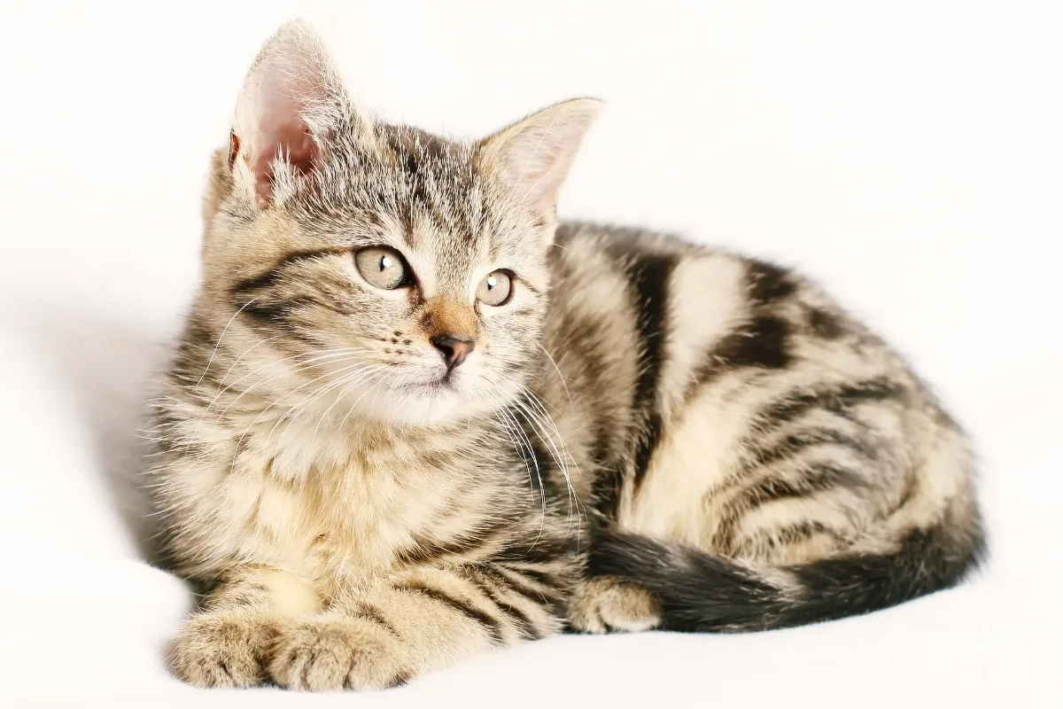 Getigerte Katze liegt entspannt