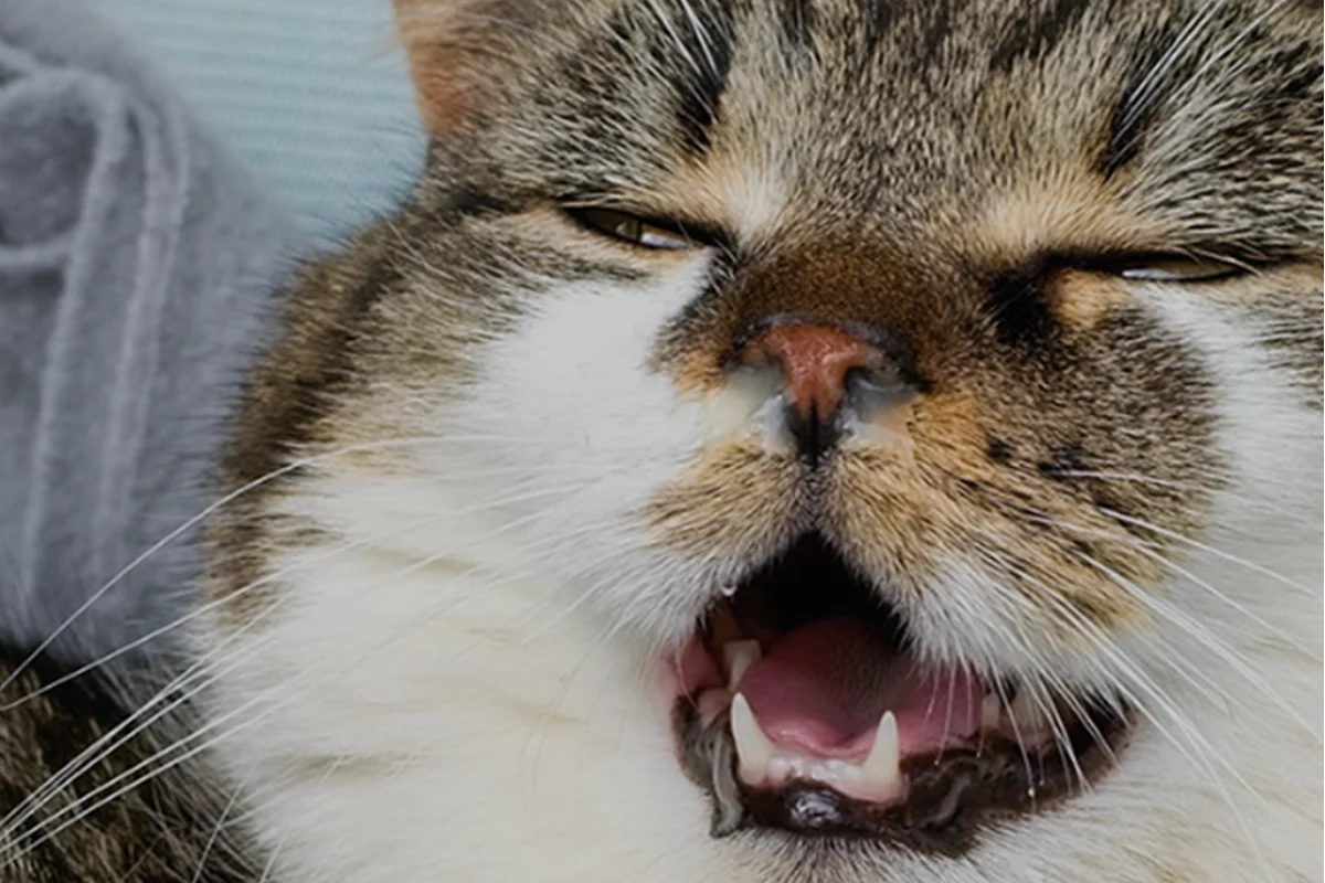 Katze – Zahnreinigung beim Tierarzt Gähnende Katze zeigt ihre Zähne – Zahnreinigung Katze Kosten