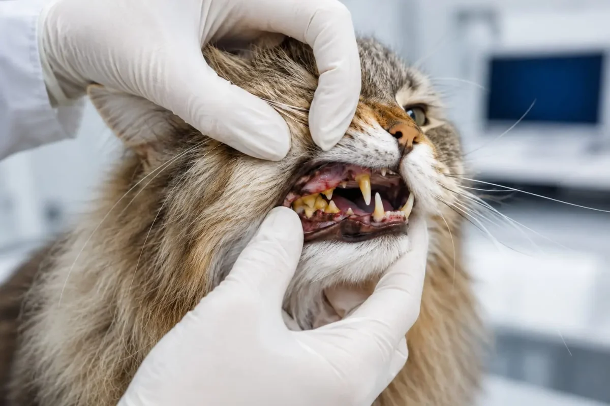 Zahnuntersuchung bei der Katze Tierarzt untersucht die Zähne einer Katze – Zahn ziehen Katze Kosten