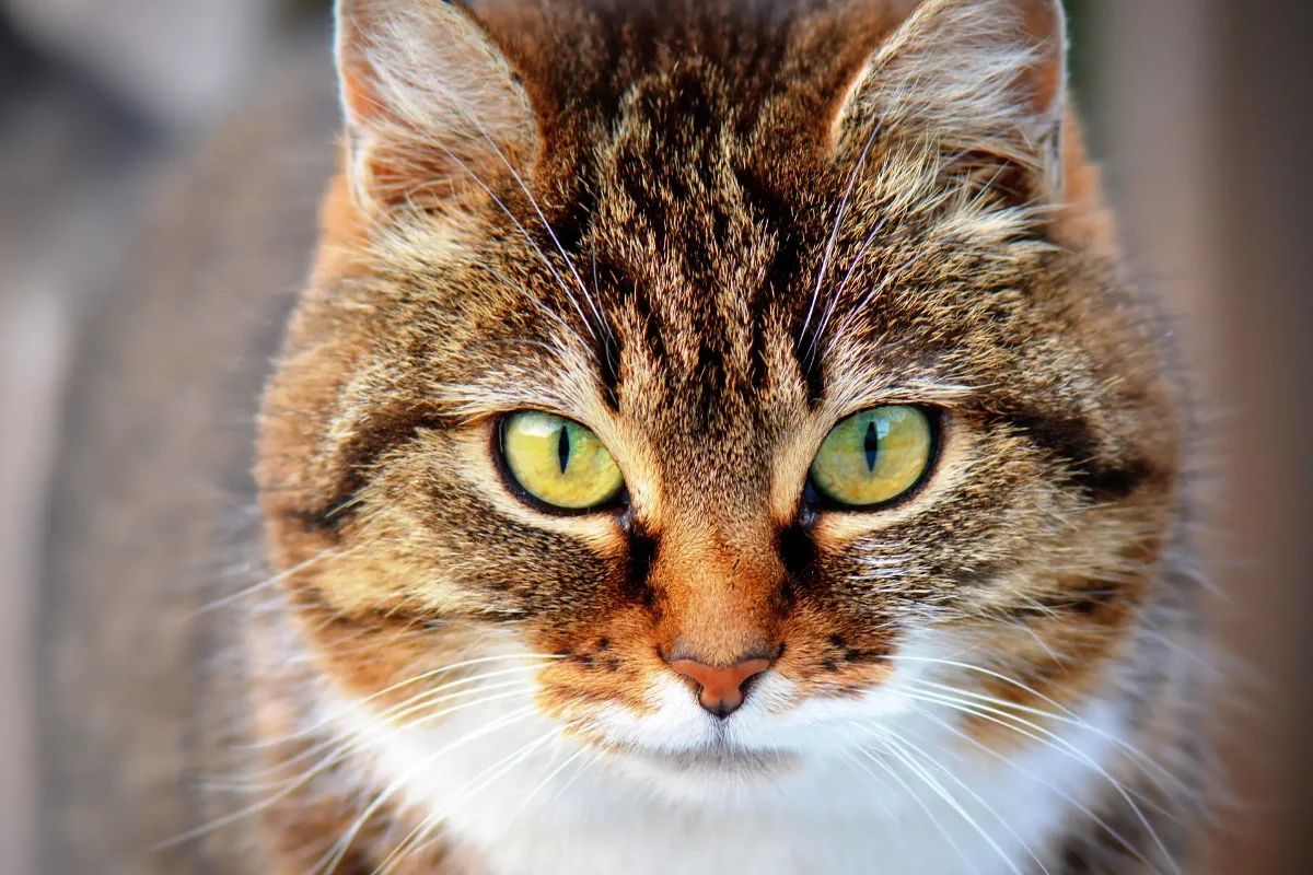 Katze – Blutbild beim Tierarzt Katze im Porträt – Blutbild Katze Kosten
