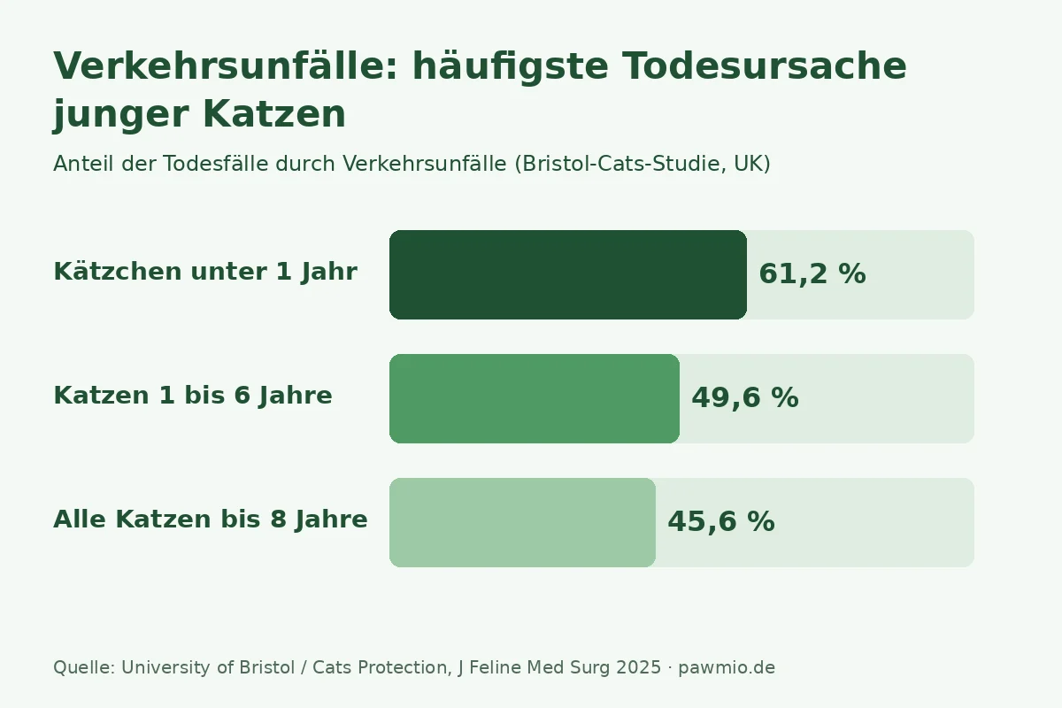 Hund angefahren oder Katze angefahren: Verkehrsunfälle sind die häufigste Todesursache junger Katzen – Anteile laut Bristol-Cats-Studie