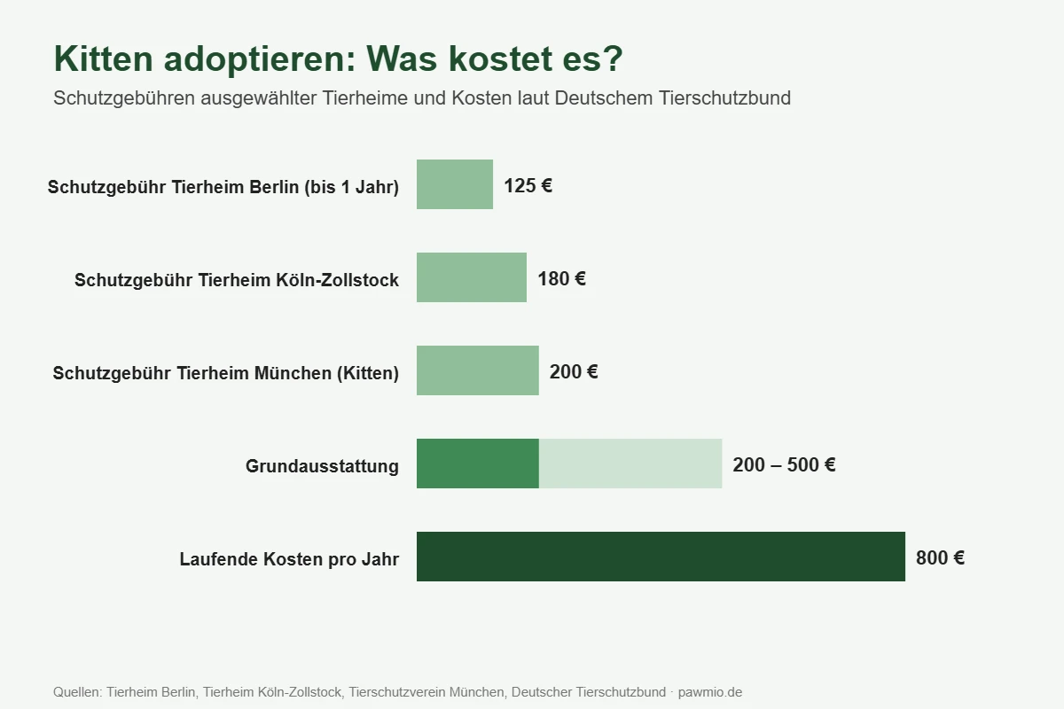 Kitten adoptieren: Schutzgebühren ausgewählter Tierheime und jährliche Kosten einer Katze