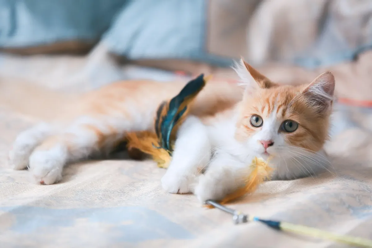 Kitten adoptieren Junges Kitten spielt auf einer Decke – Kitten adoptieren