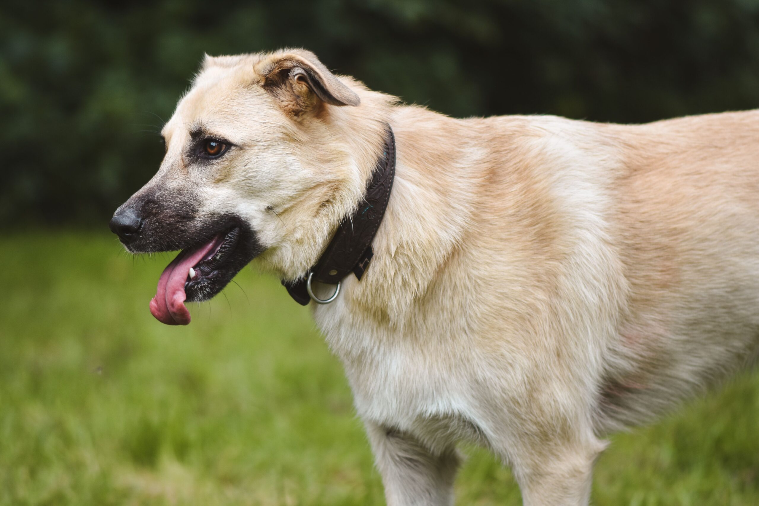 Herdenschutzhund-Mischling