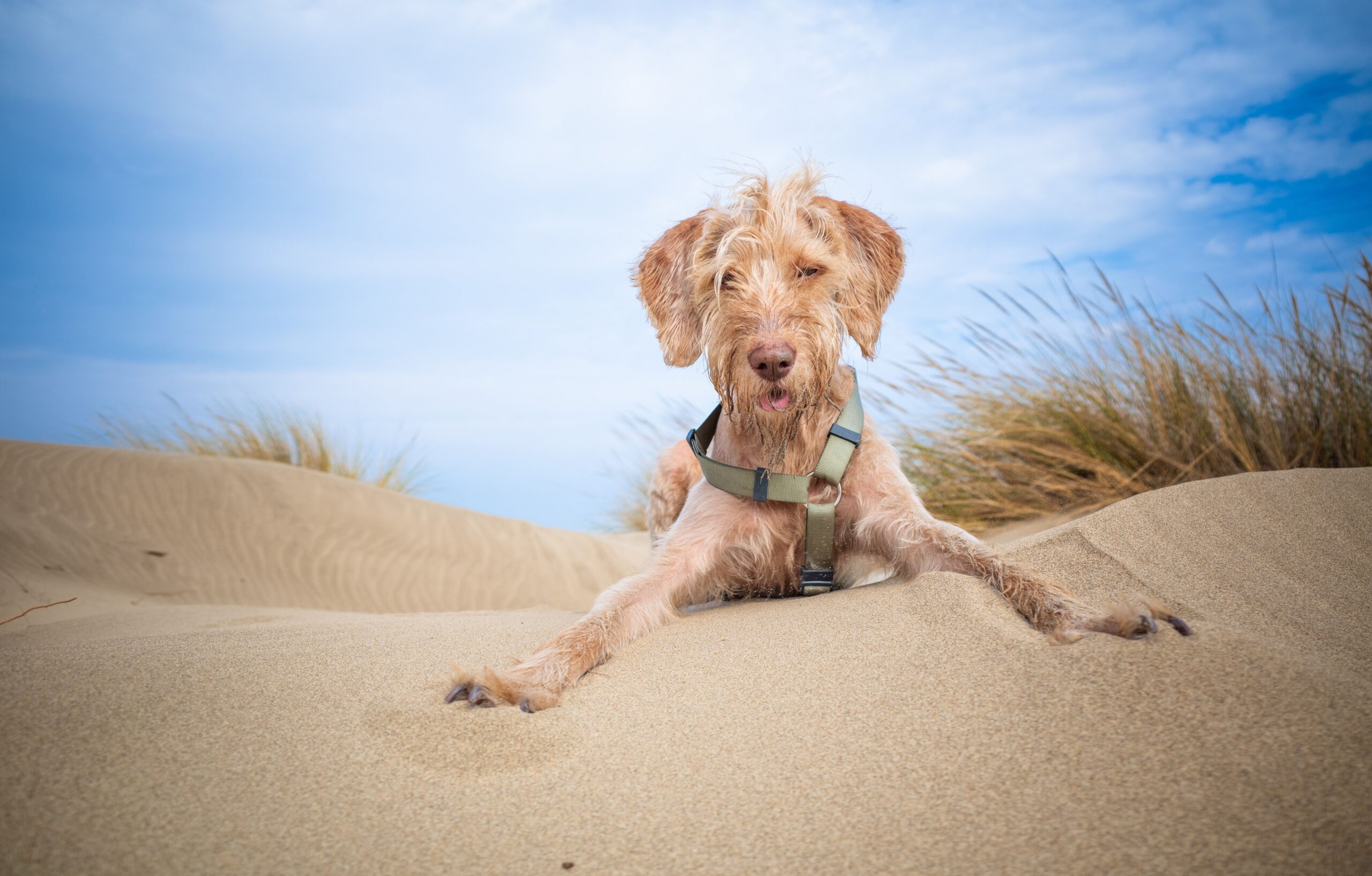 Hundestrände Nordsee – Hund im Watt