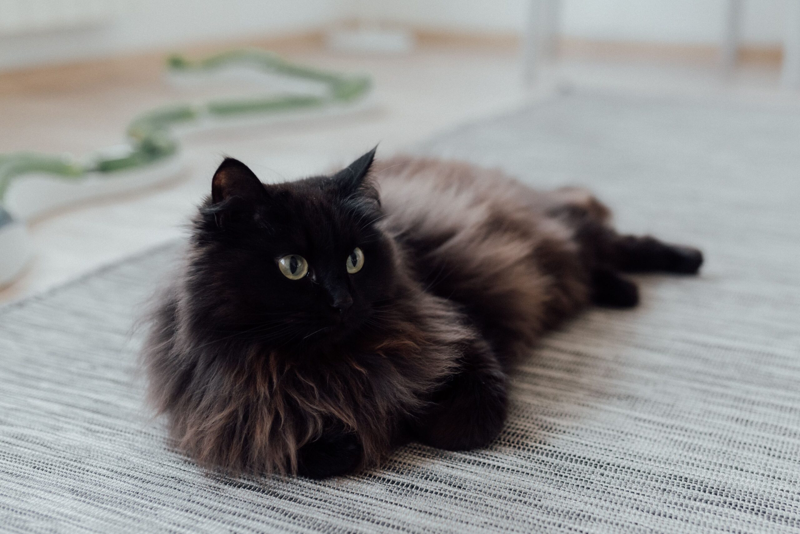 Langhaar-Hauskatze