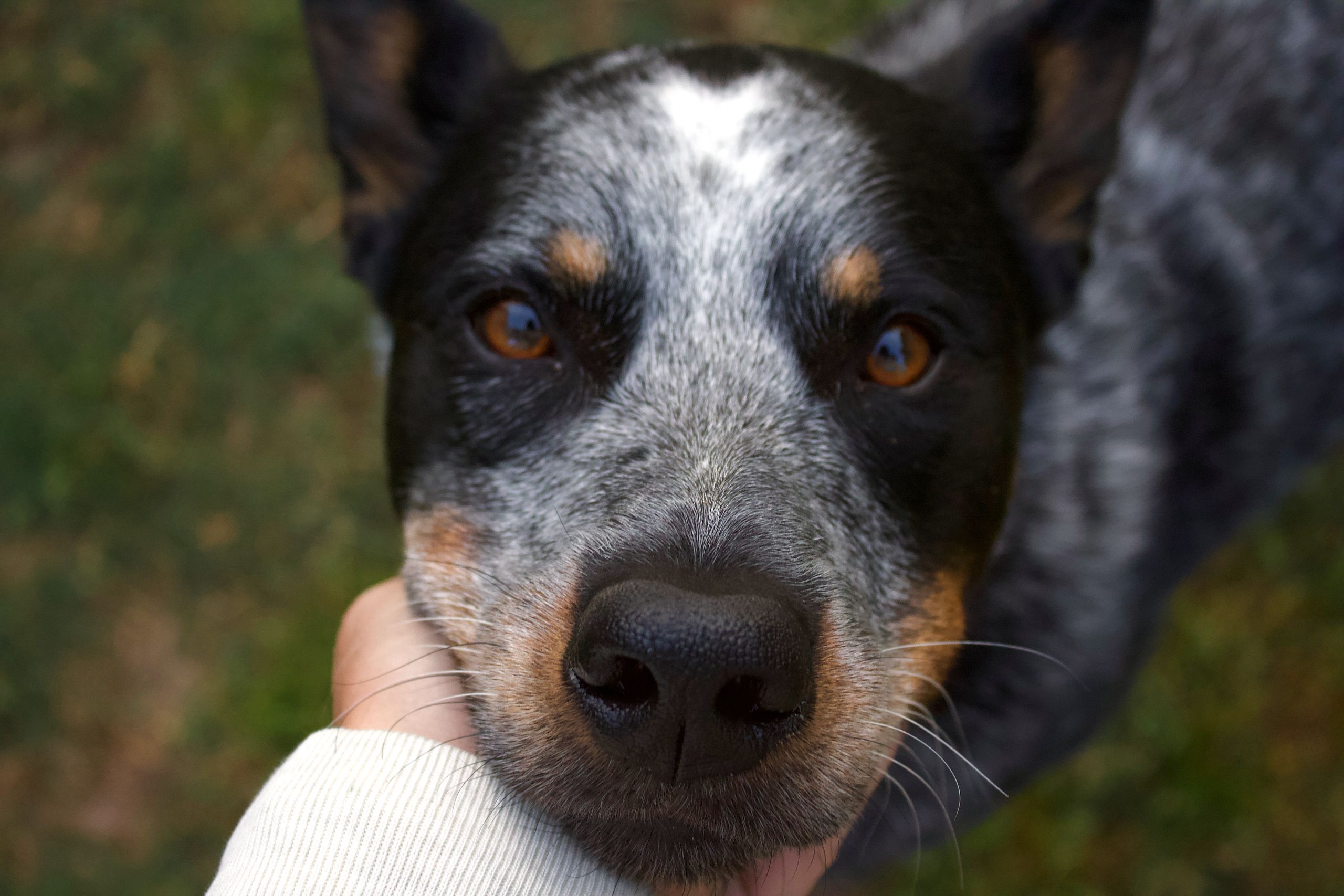 Cattle Dog mit seinem Menschen Blue Heeler wird draußen sanft von einer Hand gehalten