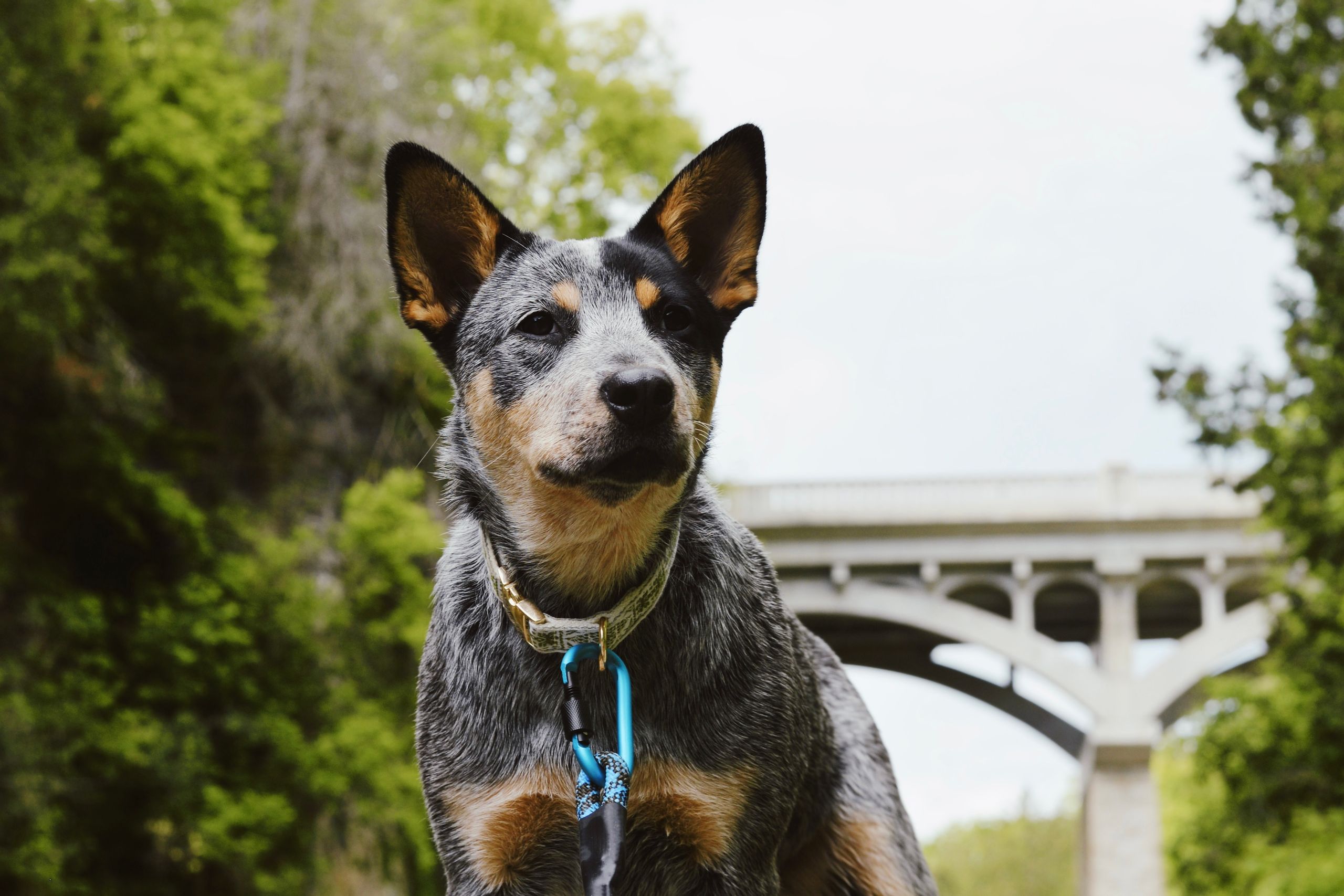 Australian Cattle Dog im Porträt Australian Cattle Dog steht aufmerksam im Freien nahe einer Brücke