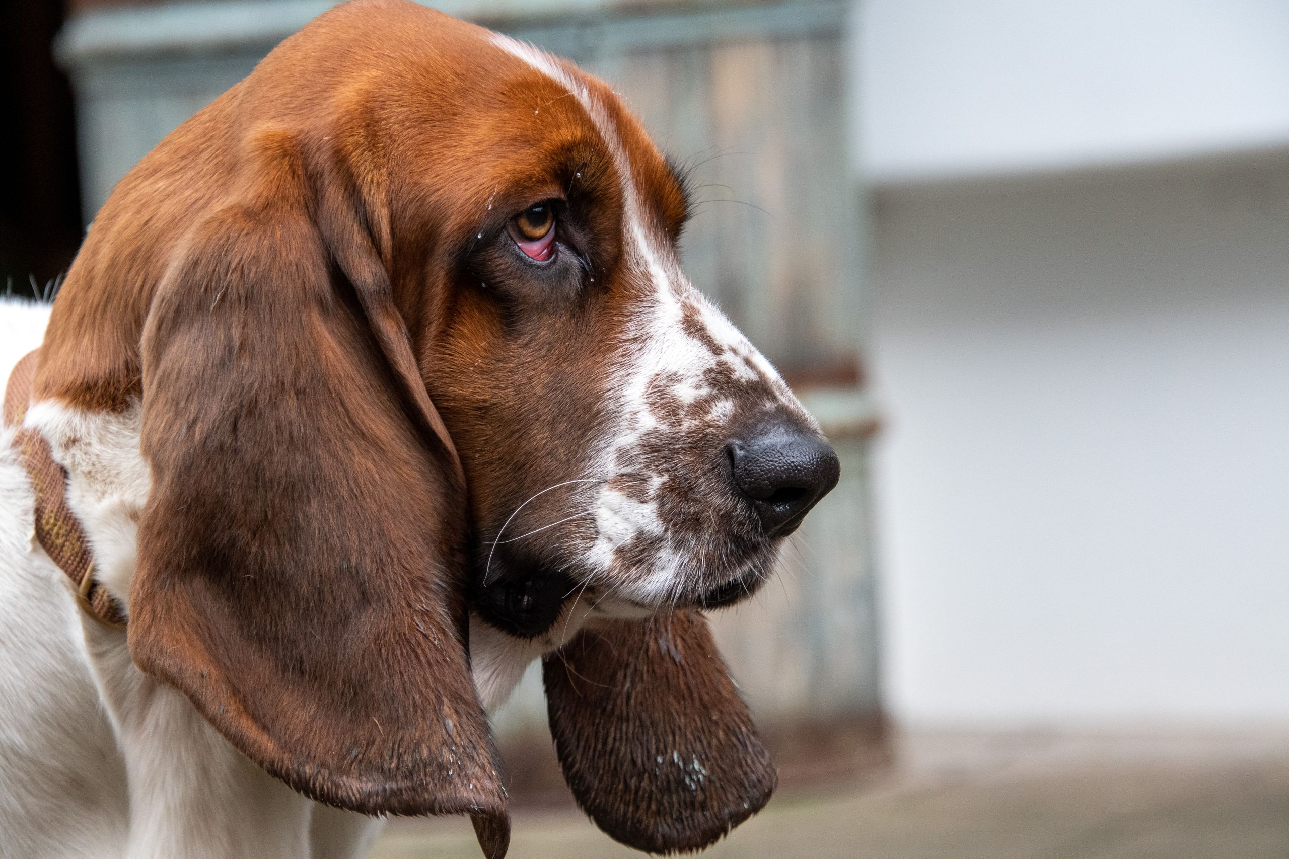 Basset Hound mit langen Schlappohren im Nahporträt
