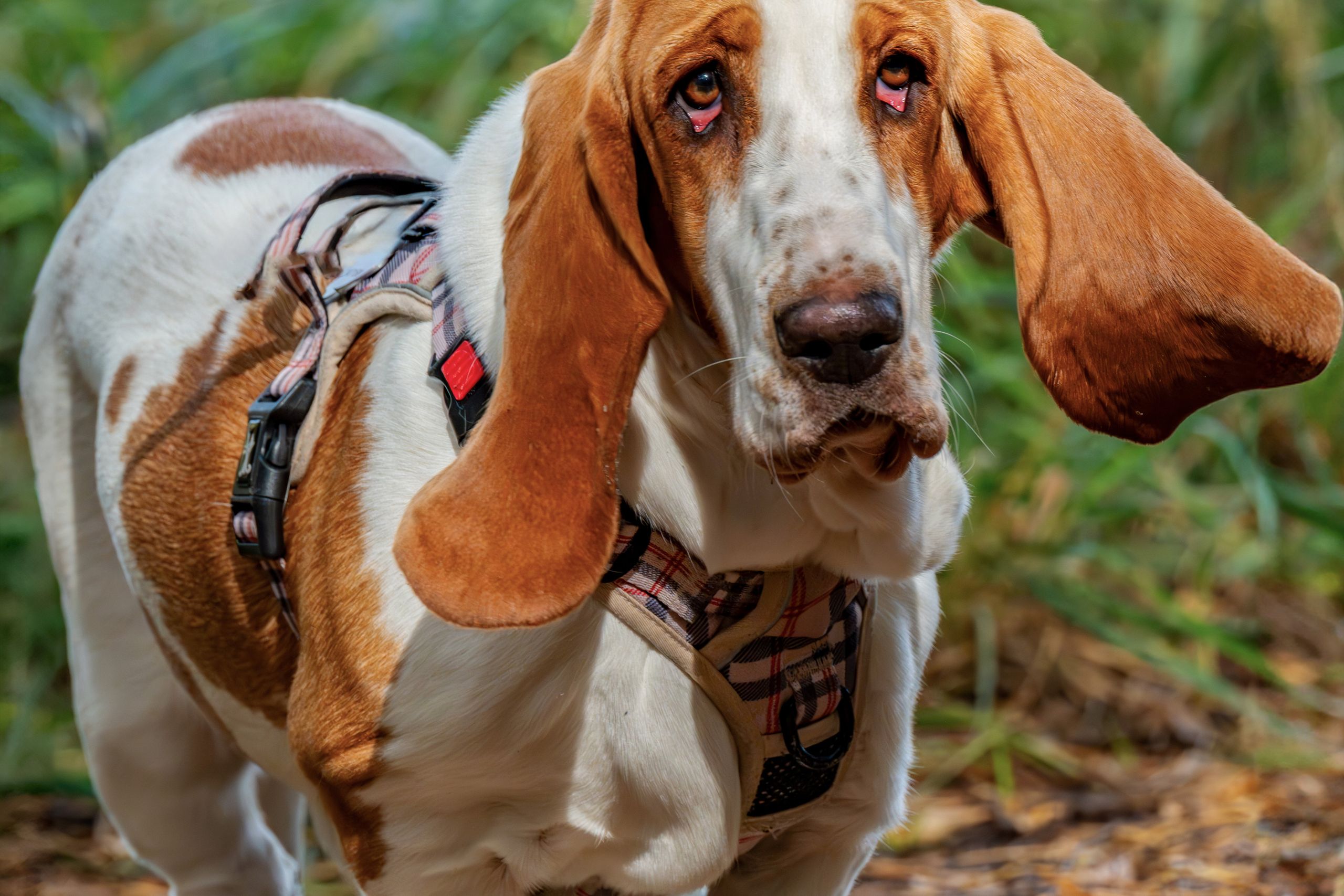 Basset Hound beim Spaziergang im Freien