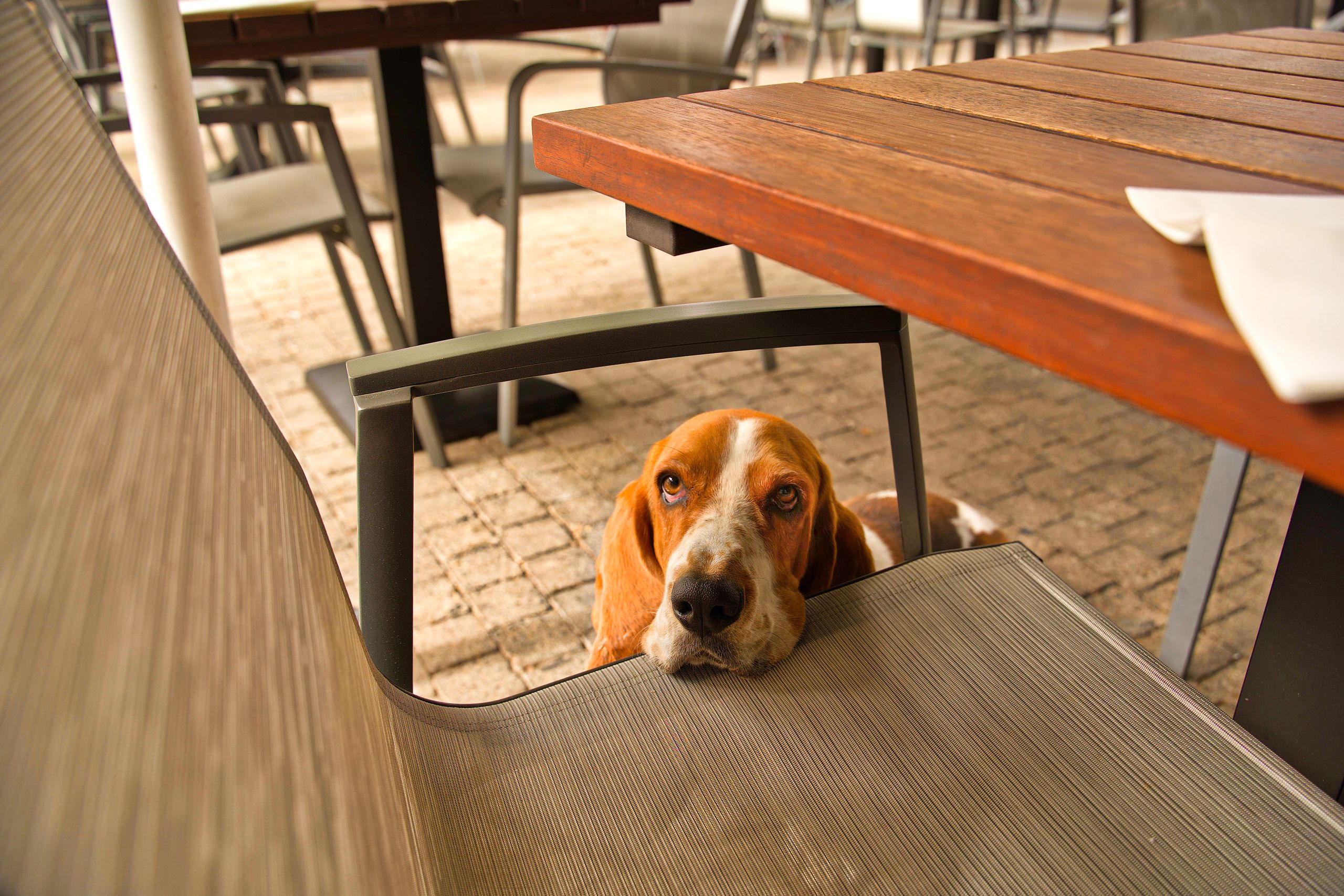 Basset schaut im Straßencafé unter dem Tisch hervor