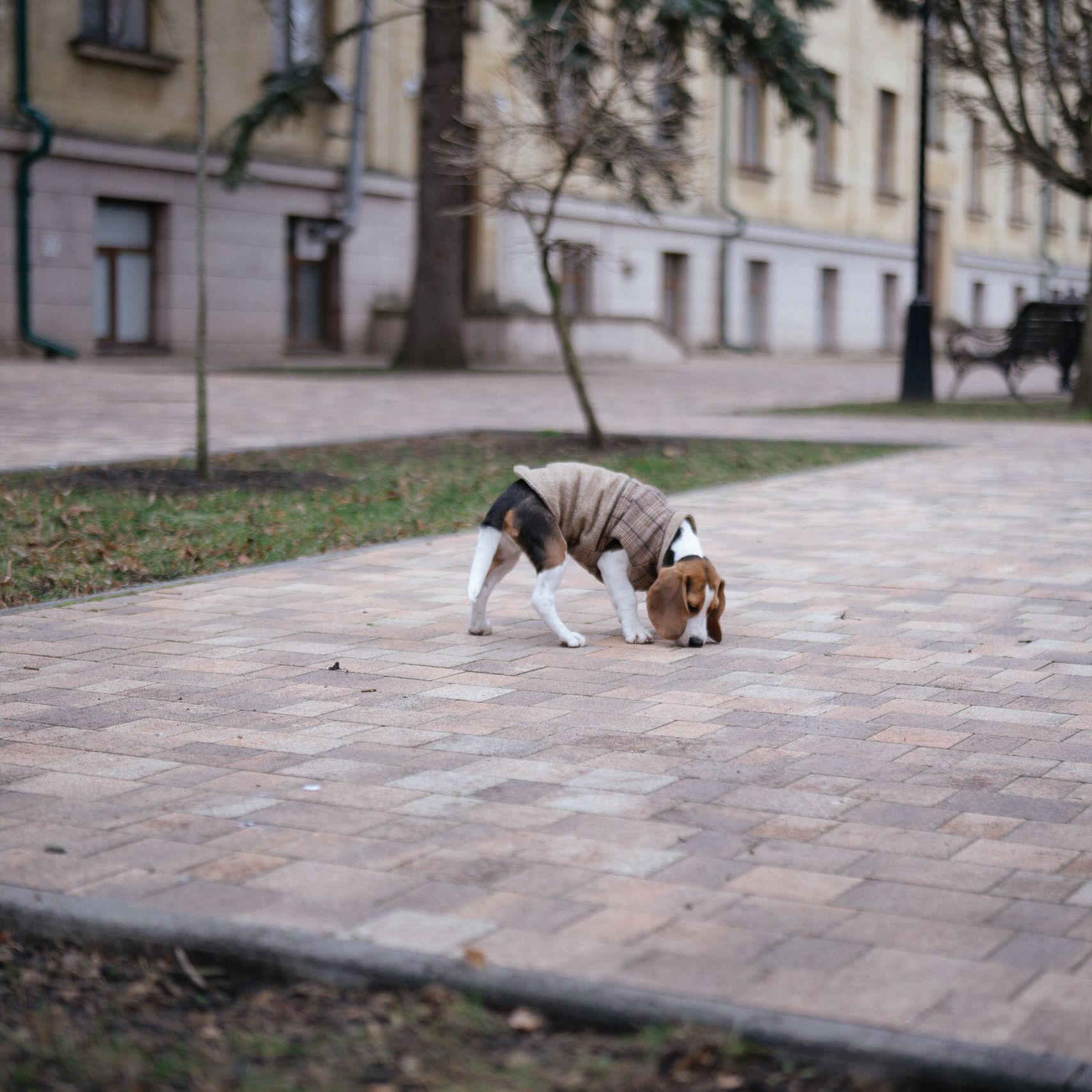 Beagle beim Stadtspaziergang Beagle im Hundemantel schnüffelt beim Spaziergang auf dem Gehweg