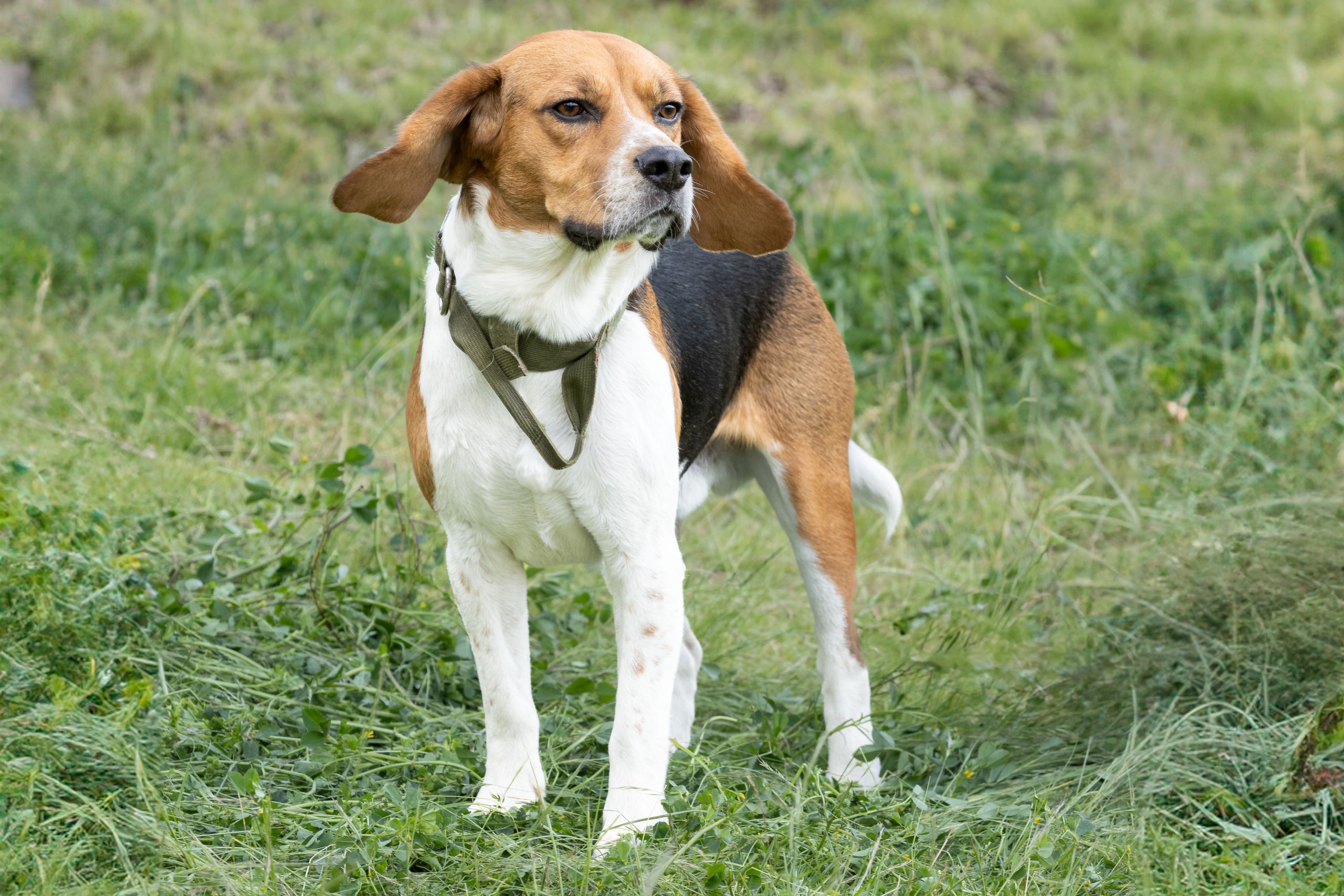Beagle draußen auf der Wiese Beagle steht aufmerksam auf einer grünen Wiese