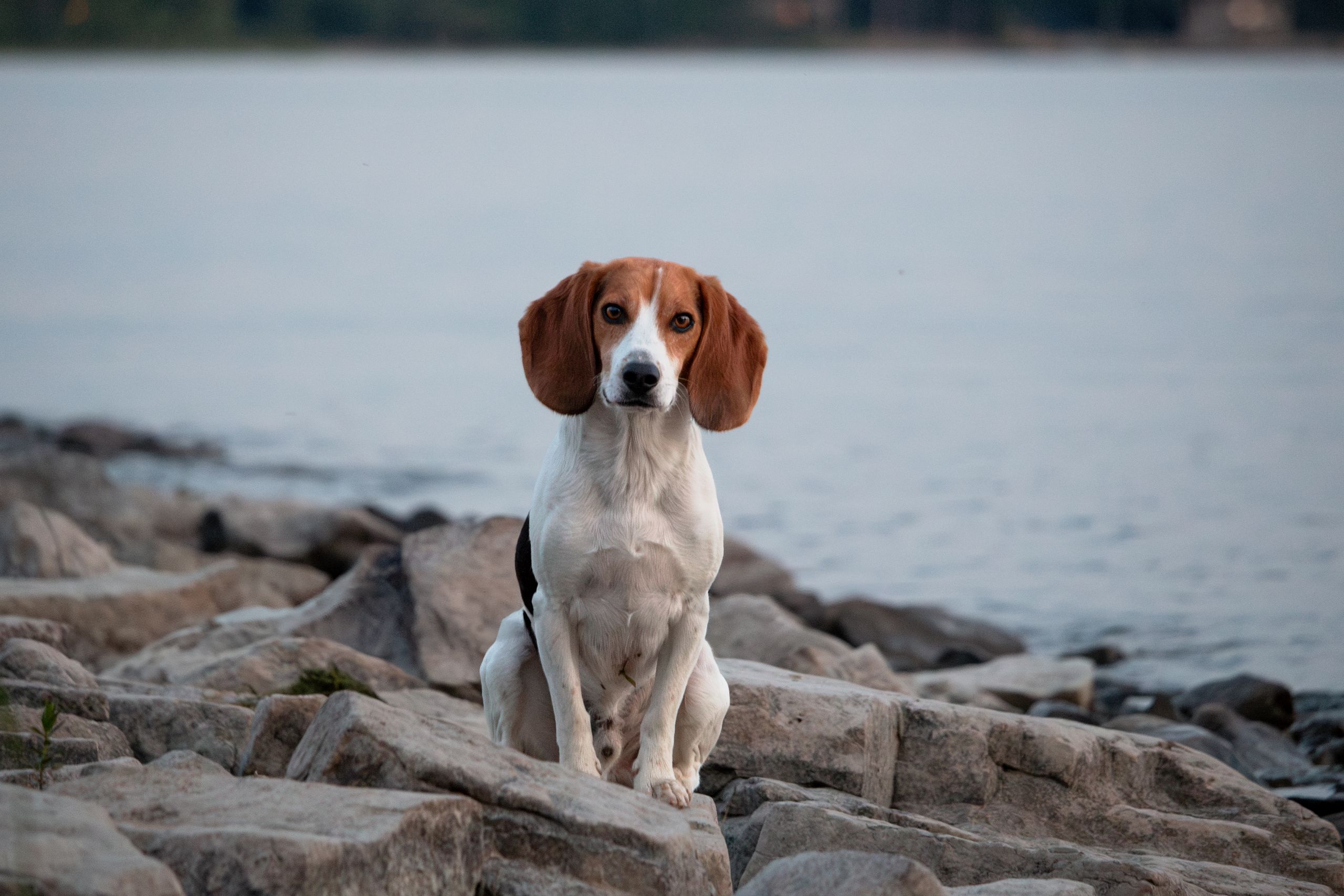 Beagle am See Dreifarbiger Beagle sitzt auf Steinen am Seeufer