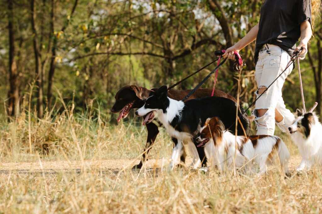 Hund entlaufen Mannheim vorbeugen: angeleinte Hunde bei einem Spaziergang im Grünen