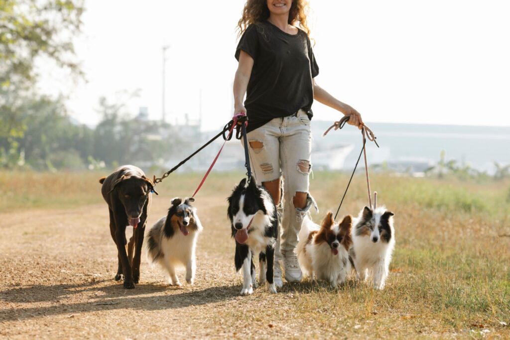 Hundesitter werden: Gassigeherin mit mehreren Hunden an der Leine