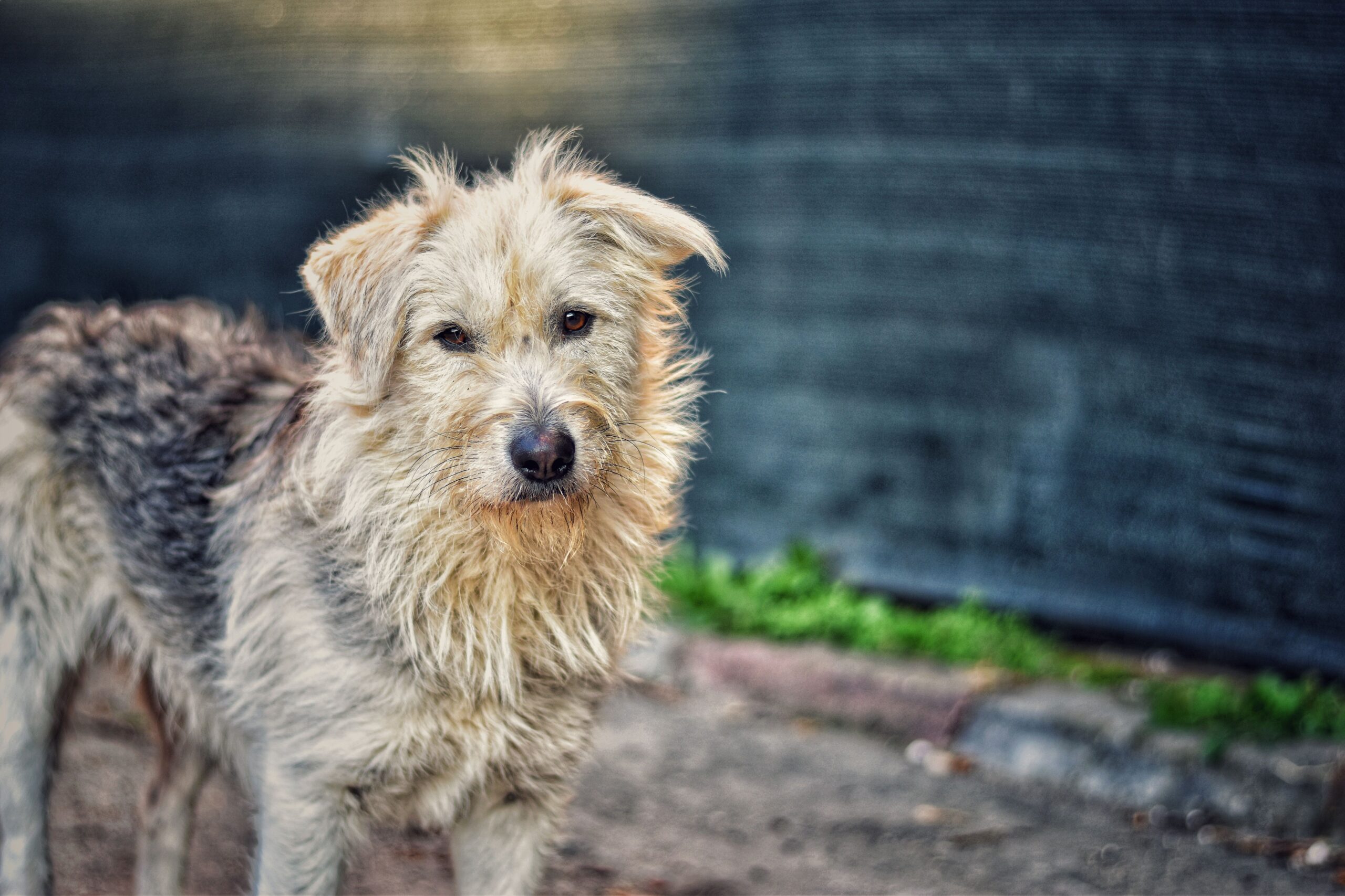 Terrier-Mischling