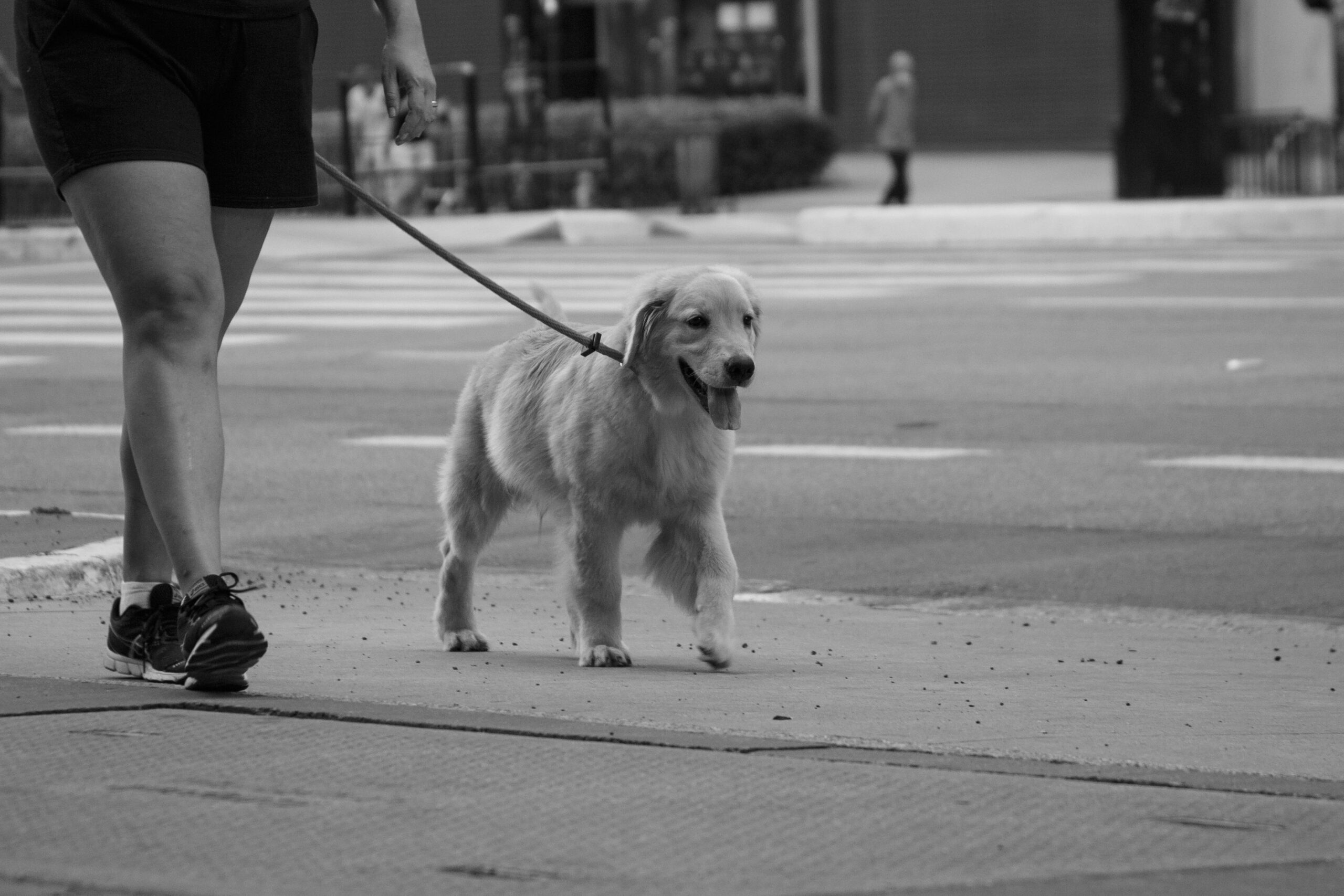 Hundesteuer Nürnberg: Hund beim Spaziergang in der Stadt