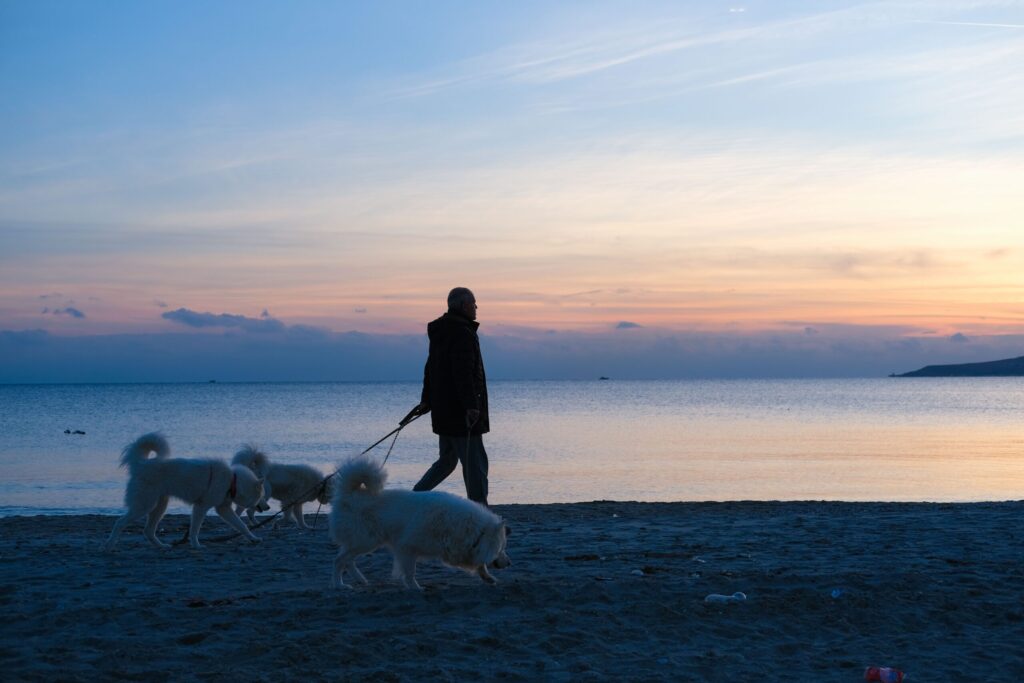 Hund entlaufen Kiel vorbeugen: Spaziergang mit angeleinten Hunden am Ostseestrand in der Abenddämmerung