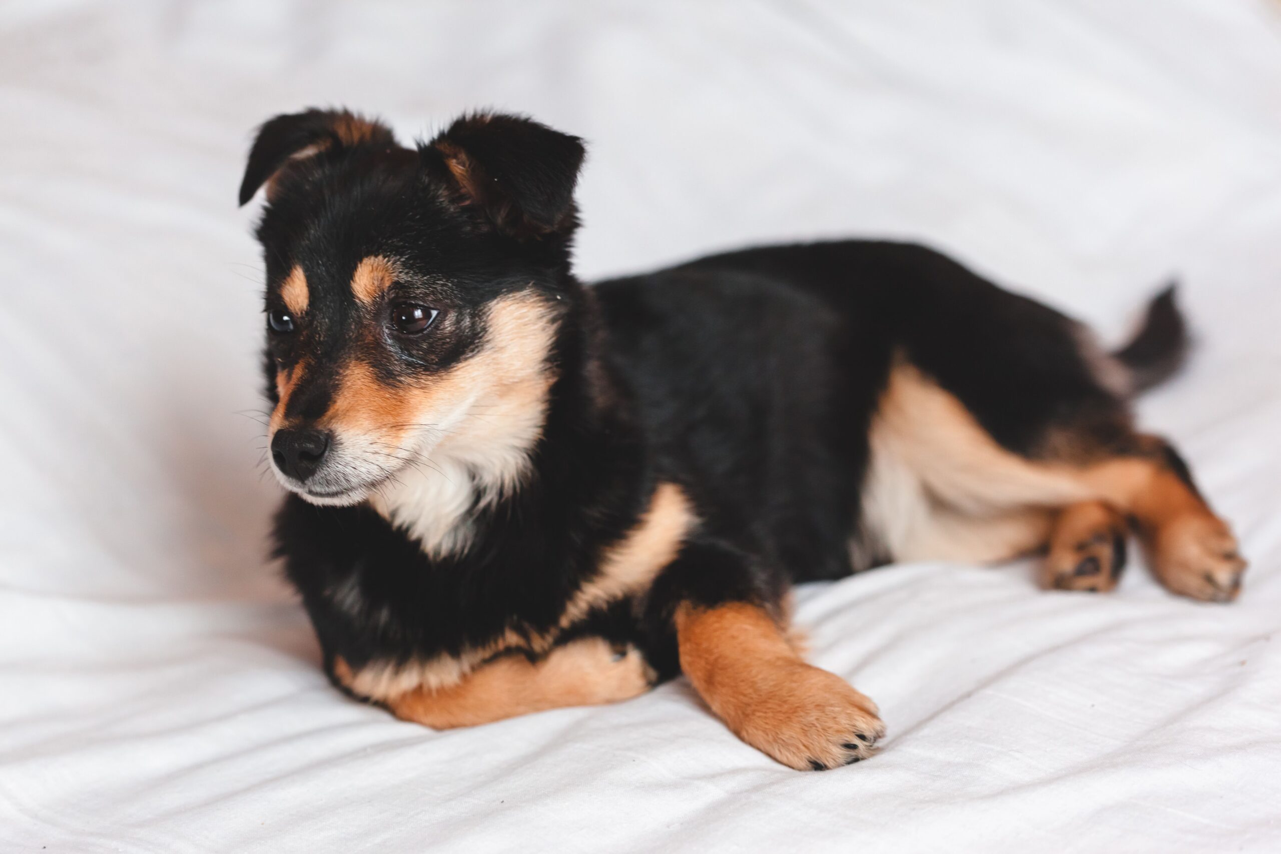 Kleiner Mischlingshund