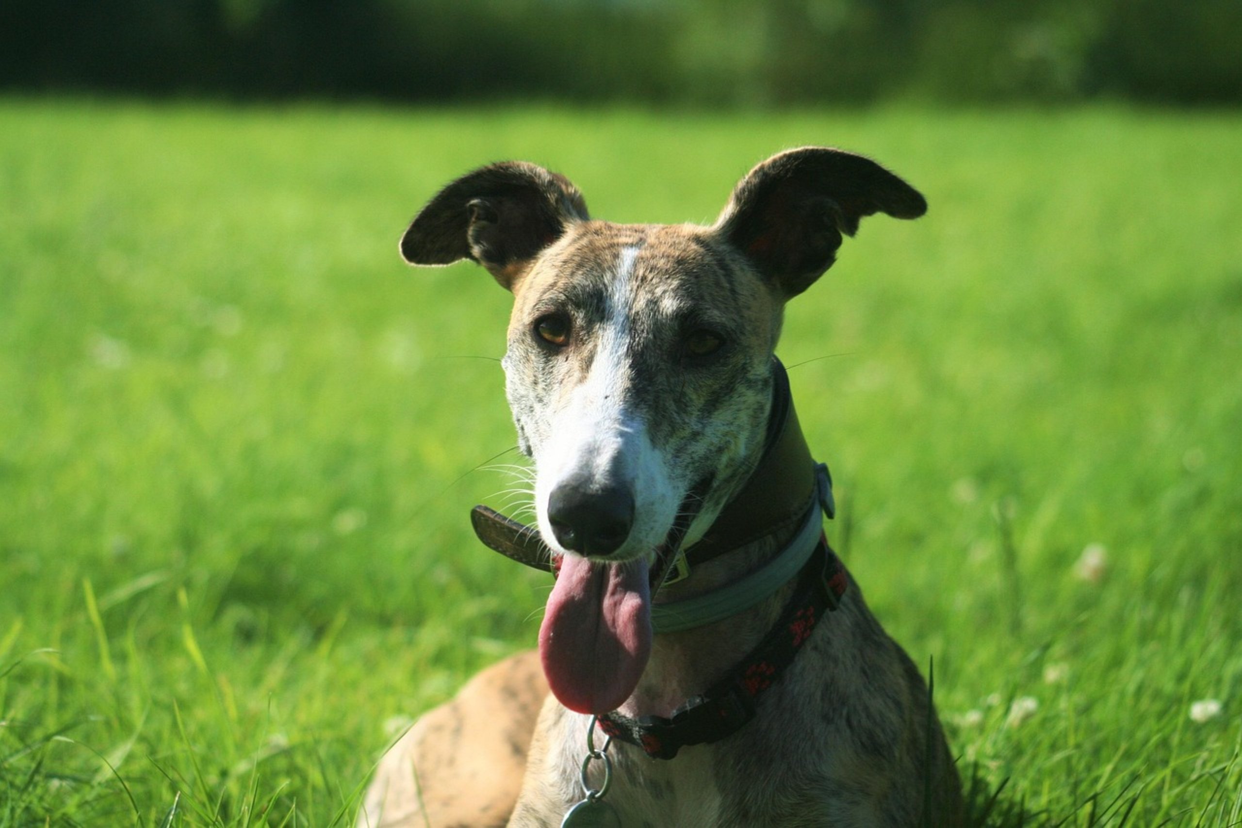 Galgo Español auf einer grünen Wiese