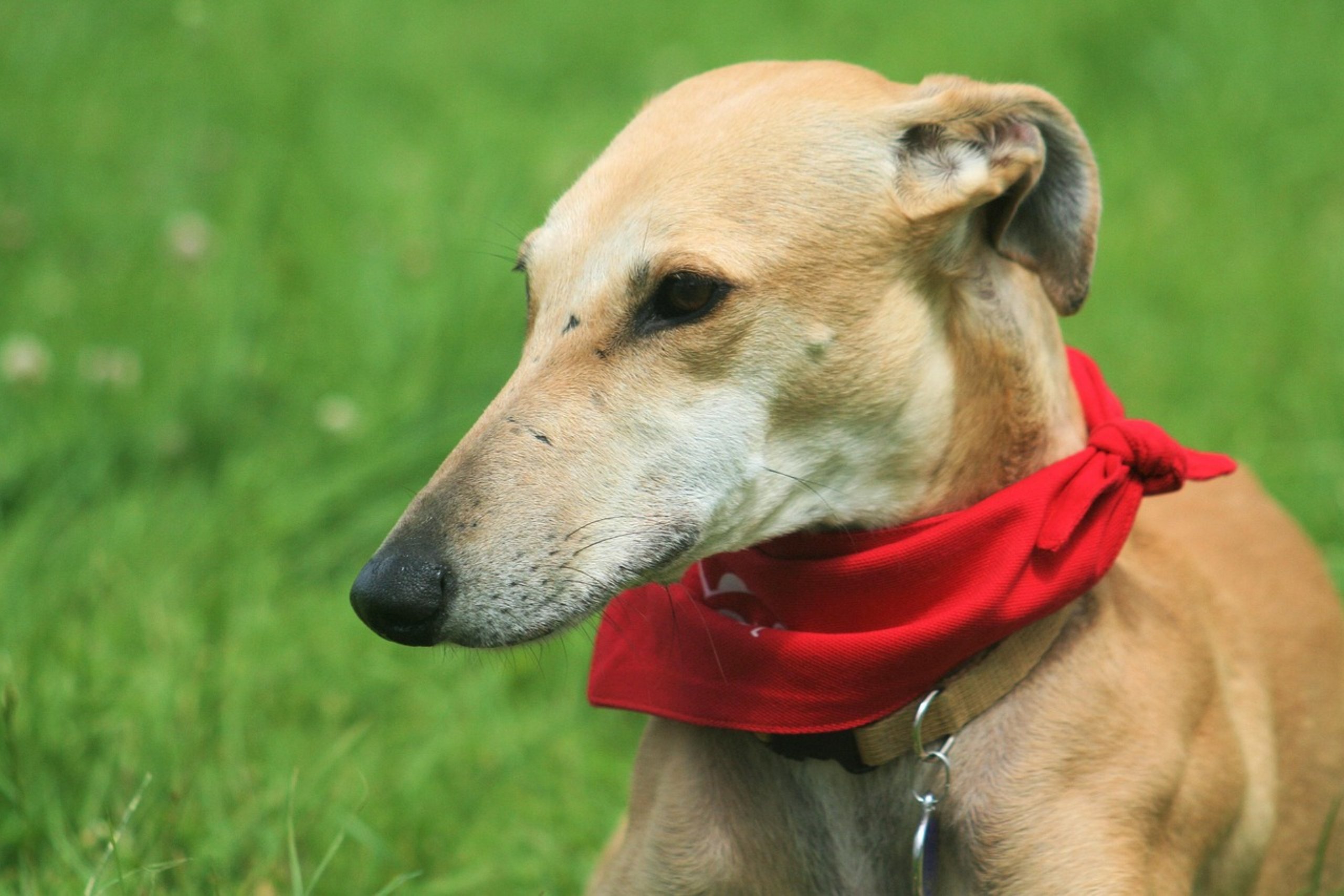 Galgo mit rotem Halstuch im Garten