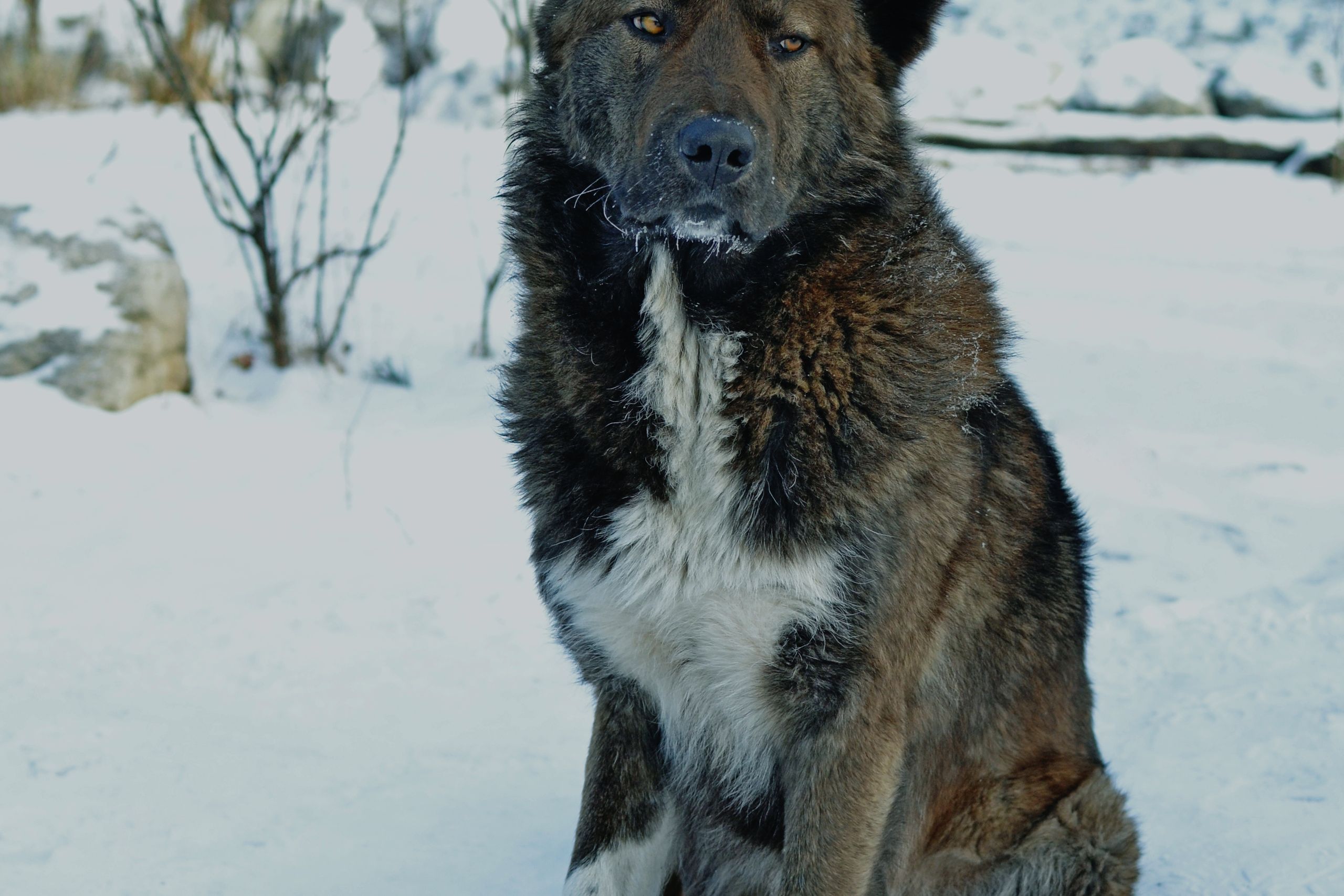 Großer Hund sitzt ruhig im Schnee zwischen Winterbäumen