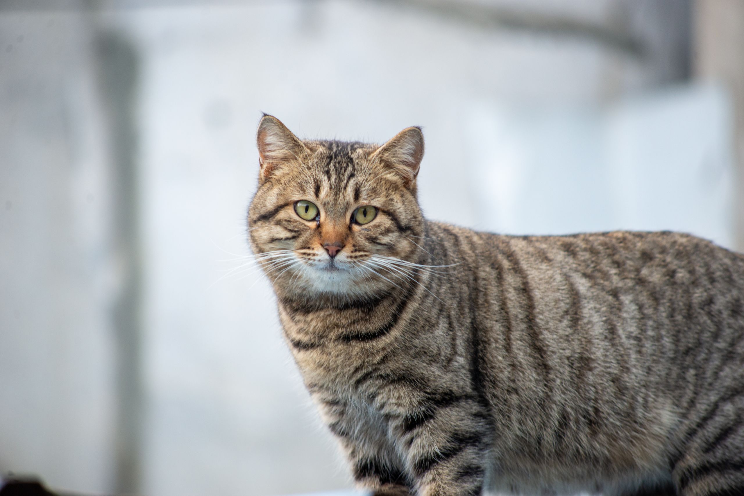 Getigerte kurzhaarige Hauskatze im Porträt draußen